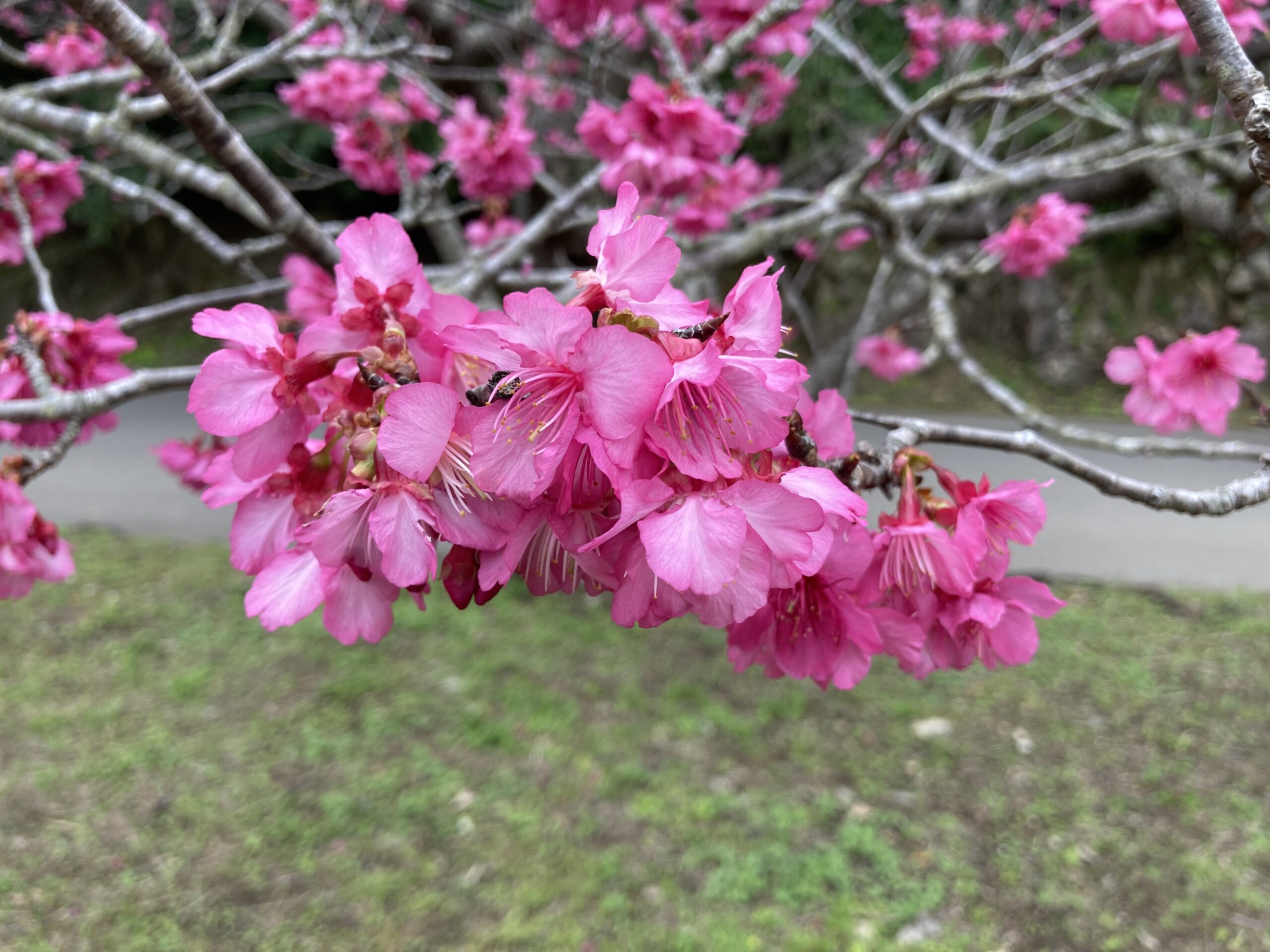 【沖縄県版】秘密のケンミンSHOWまとめ
