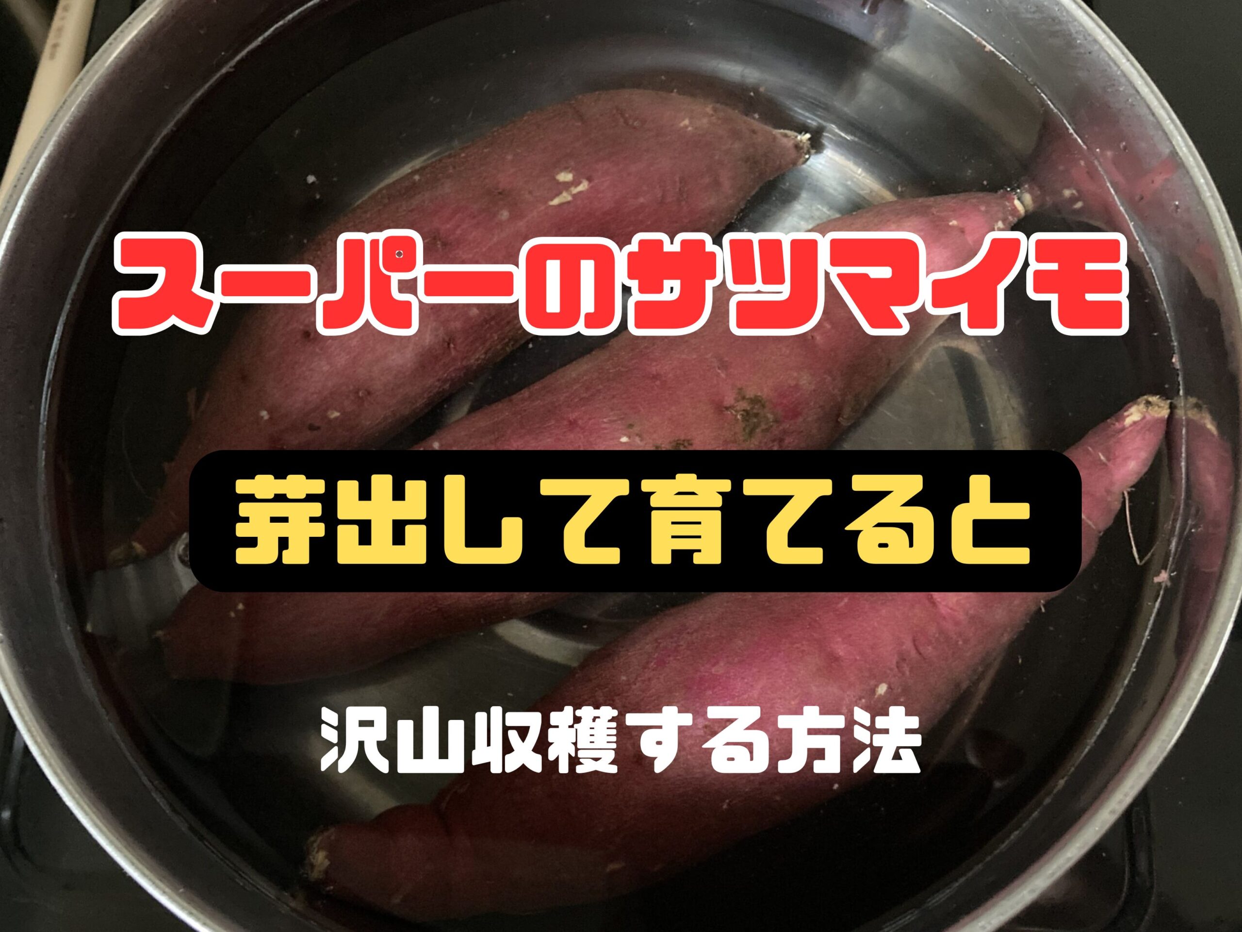 スーパーで買った「さつまいも(サツマイモ)」の芽出しして沢山収穫する方法【サツマイモの育て方|初心者でも簡単】