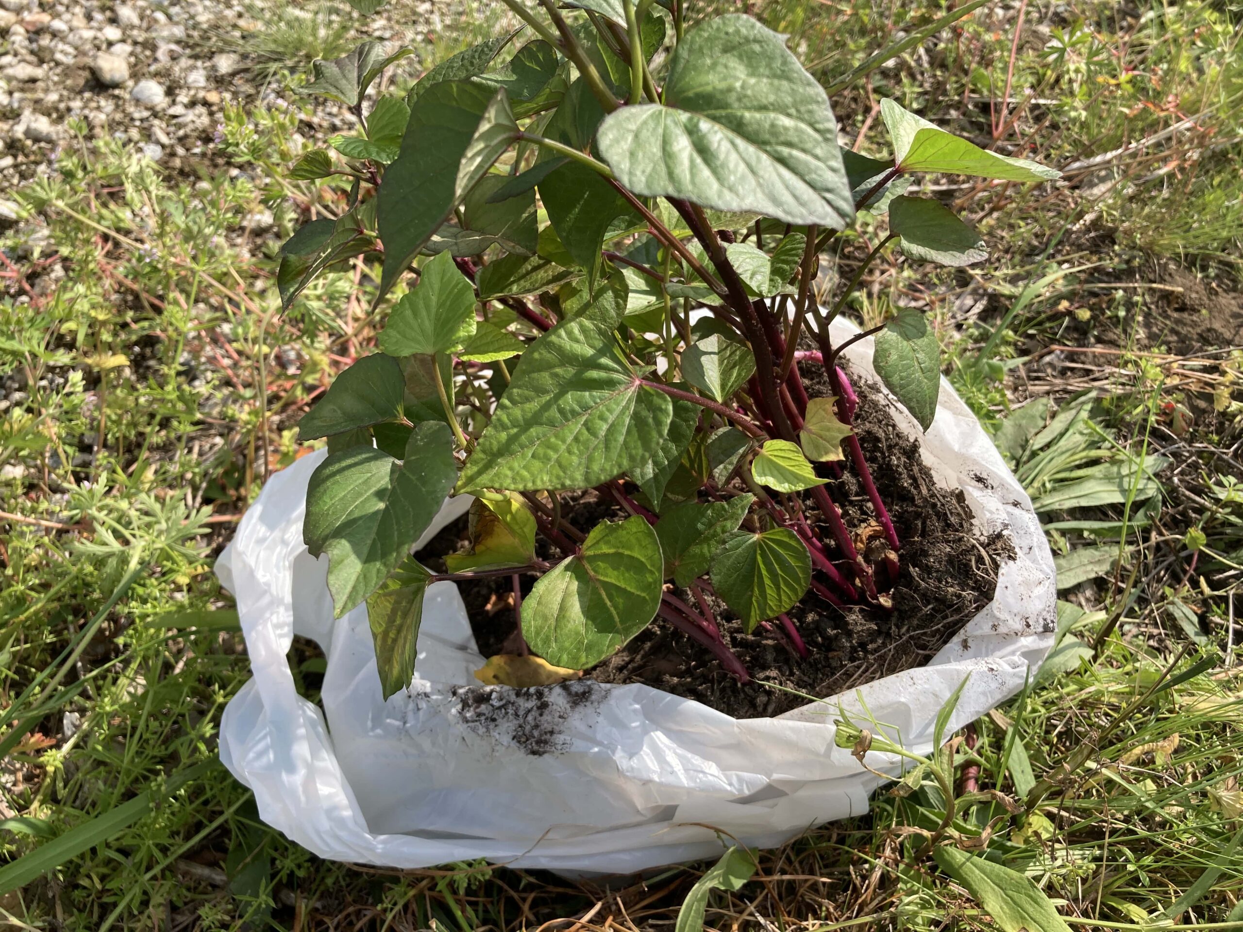 スーパーで買った「さつまいも（サツマイモ）」の芽出し方法