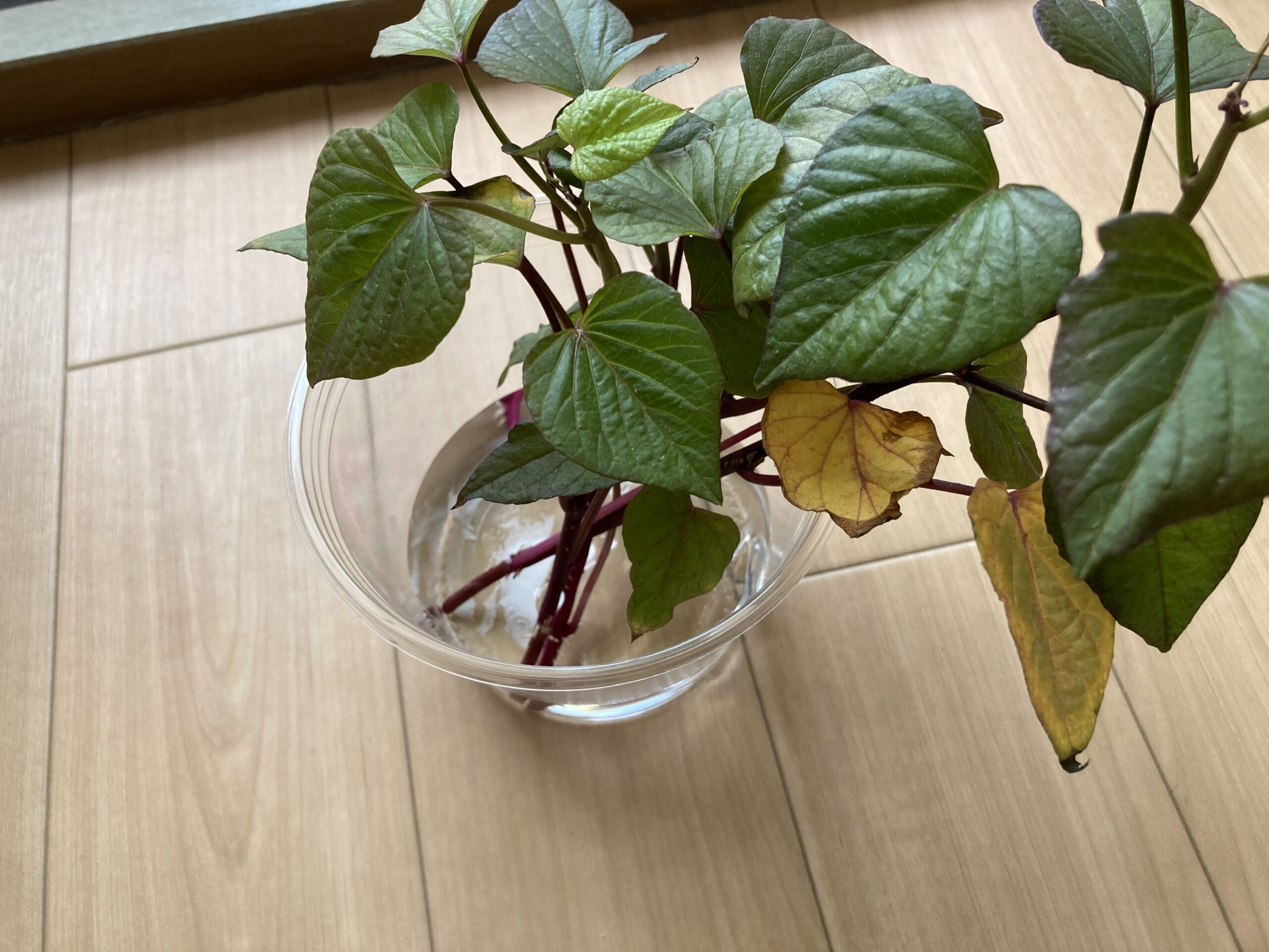 スーパーで買った「さつまいも（サツマイモ）」の芽出し方法