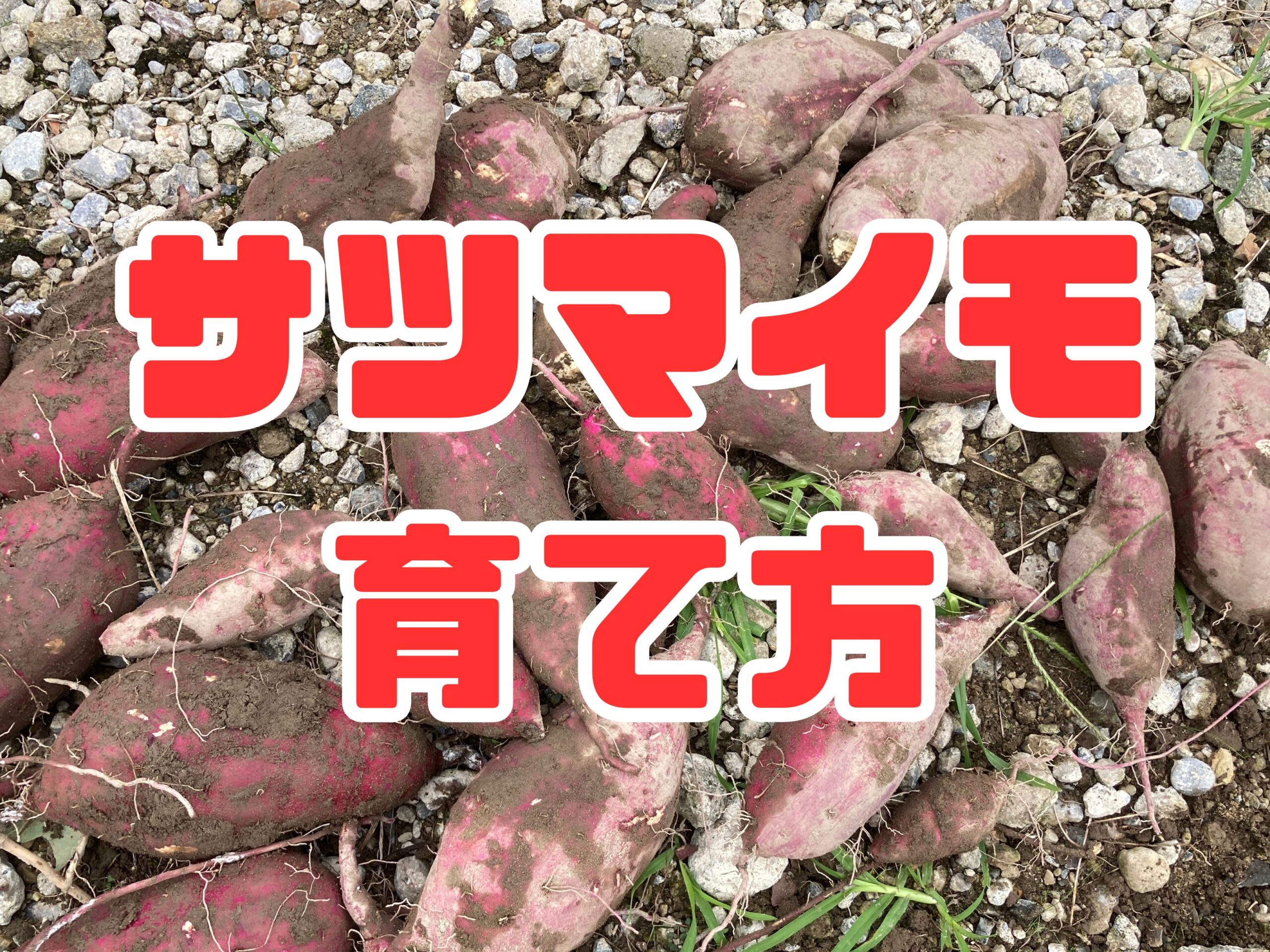サツマイモの育て方｜初心者でも育てやすい！甘くてホクホク、秋の収穫が楽しみな人気野菜