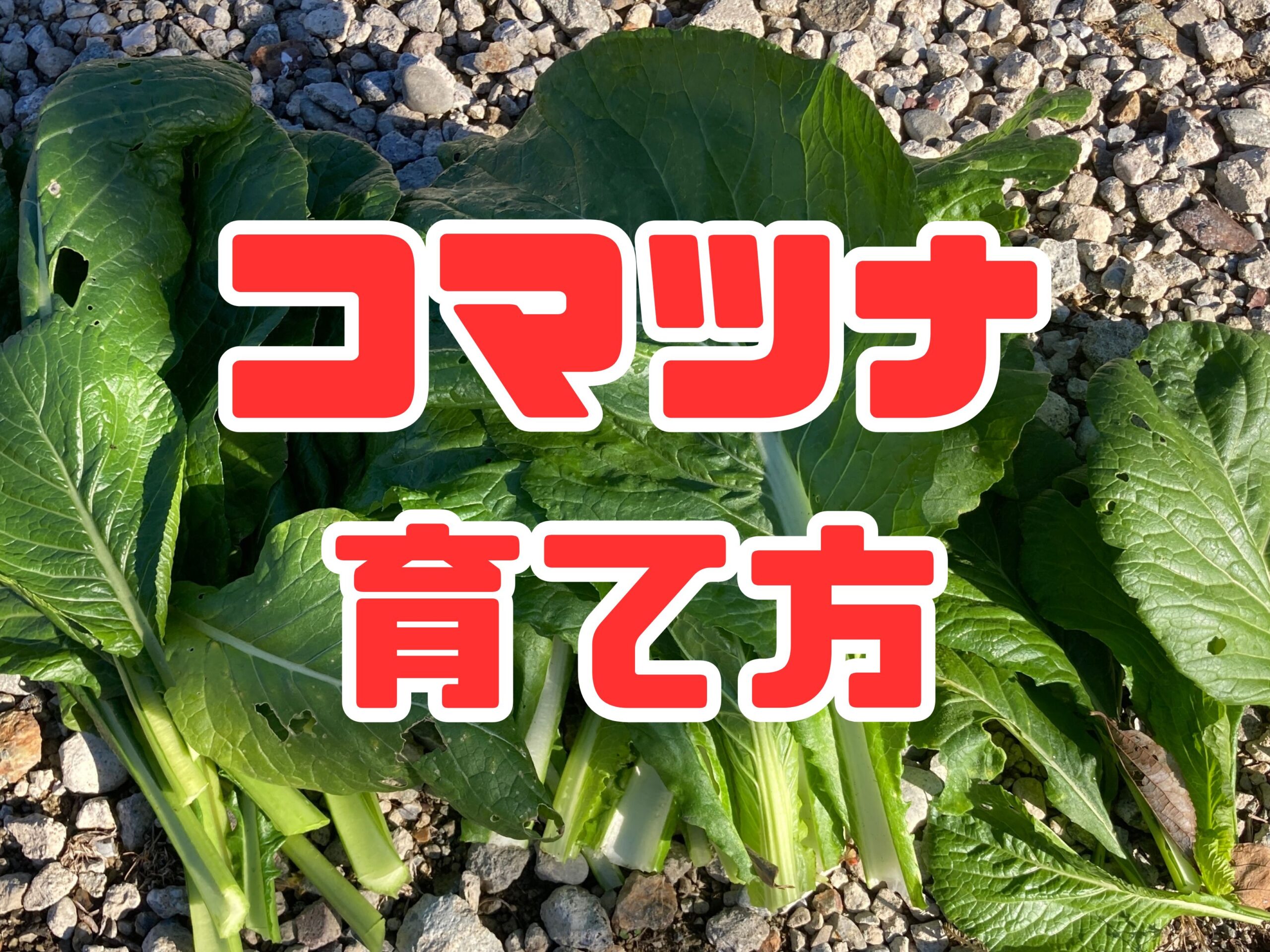 小松菜（コマツナ）の育て方｜家庭菜園でも簡単！年中種がまけて年中収穫できる葉物野菜。成長も早く短期間で収穫可能！