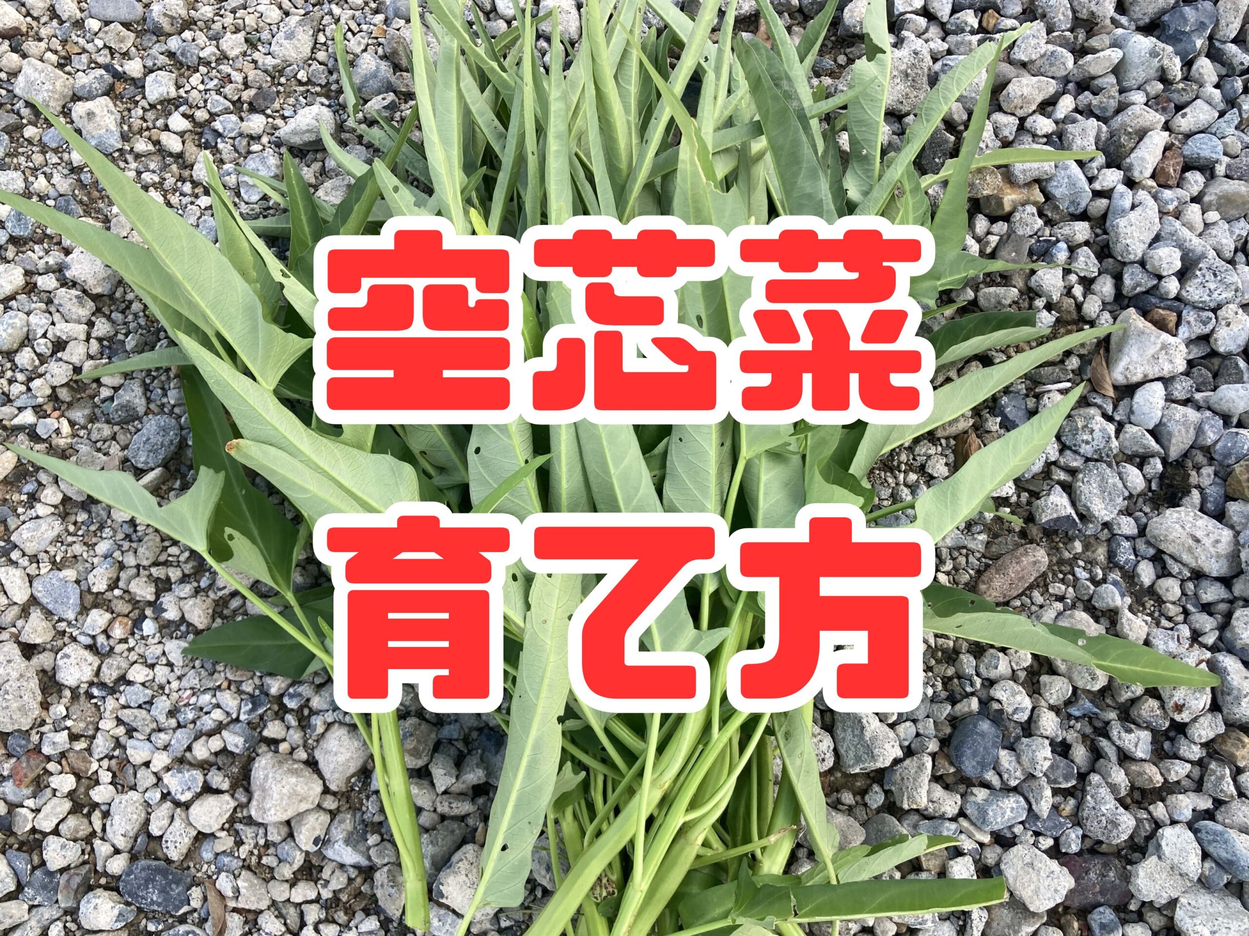 空芯菜（エンサイ）の育て方｜初心者でも簡単！【プランター・畑どちらもOK】夏におすすめの葉物野菜です。