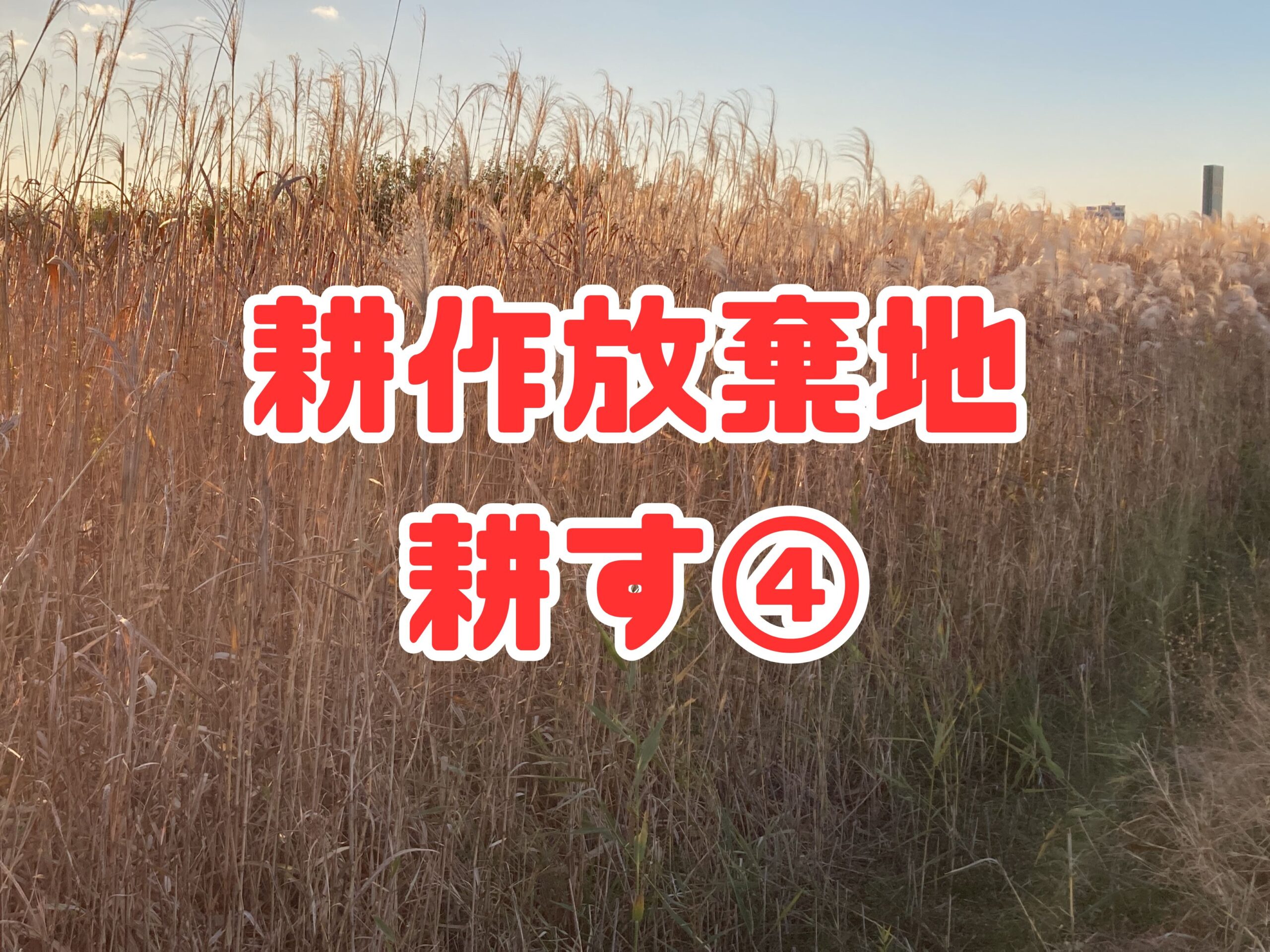 耕作放棄地を耕して畑（家庭菜園）にしますB④（無農薬・有機栽培・不耕起栽培）