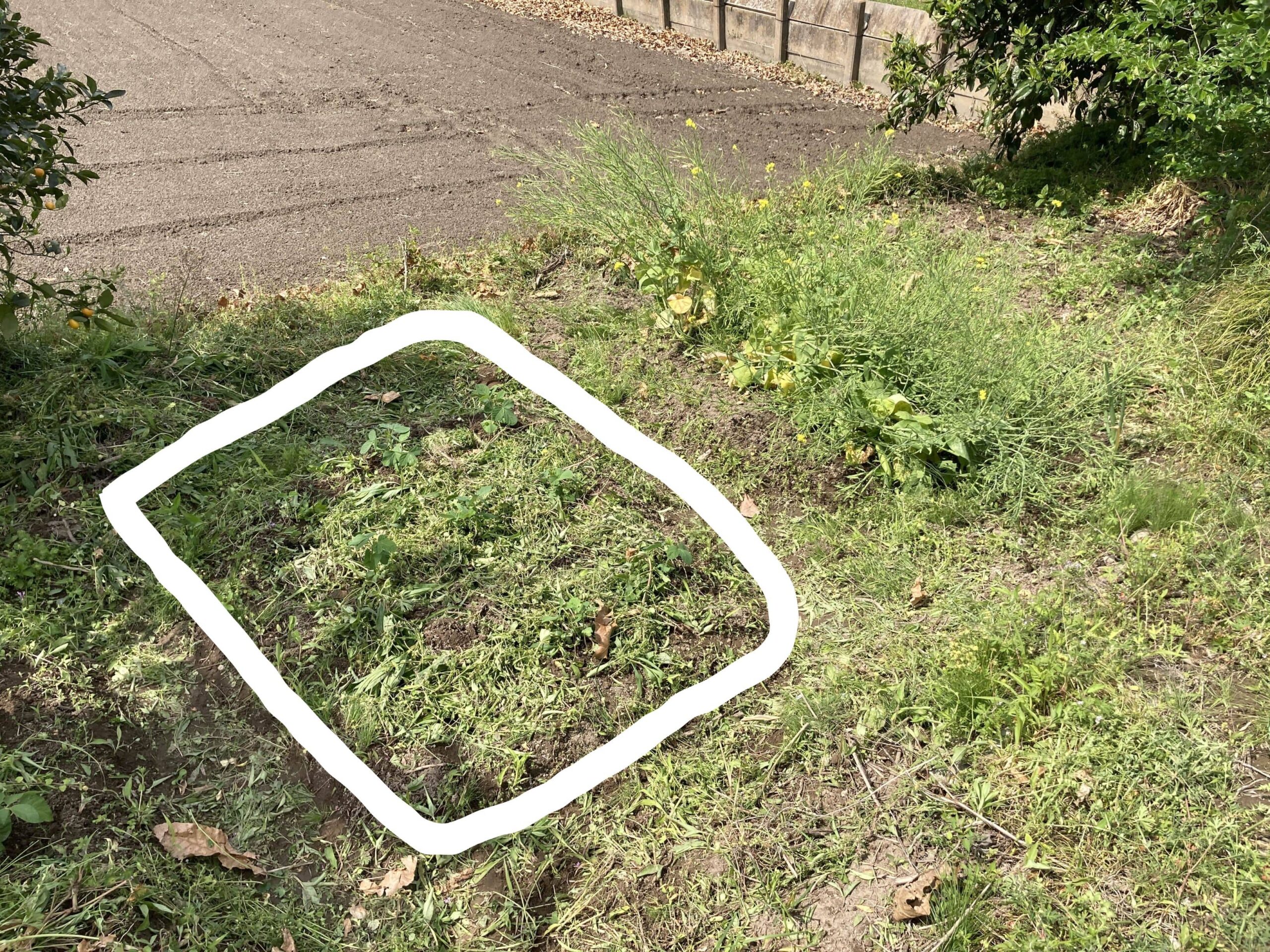 耕作放棄地を耕して畑（家庭菜園）にします③（無農薬・有機栽培・不耕起栽培）