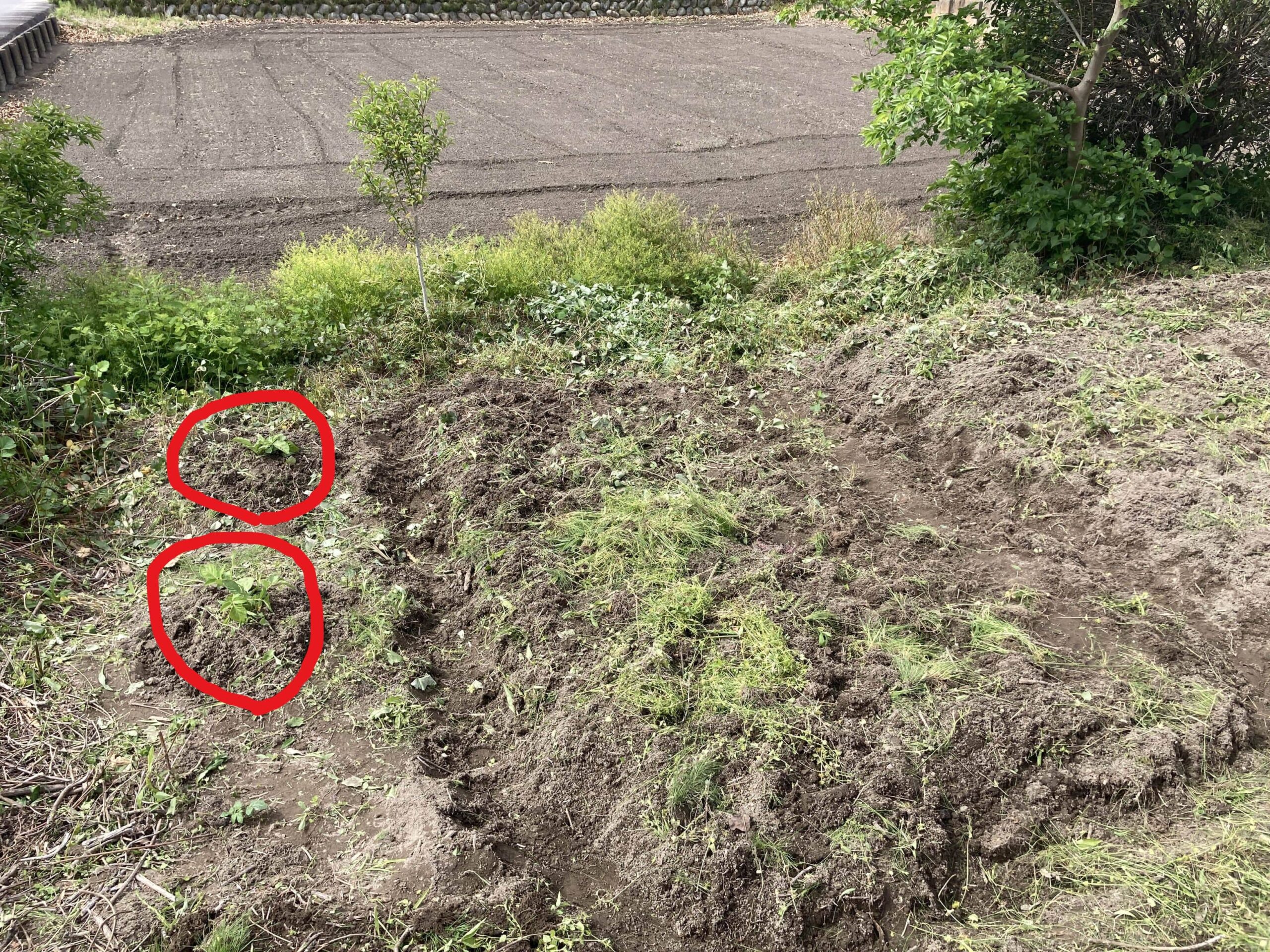 耕作放棄地を耕して畑（家庭菜園）にします③（無農薬・有機栽培・不耕起栽培）