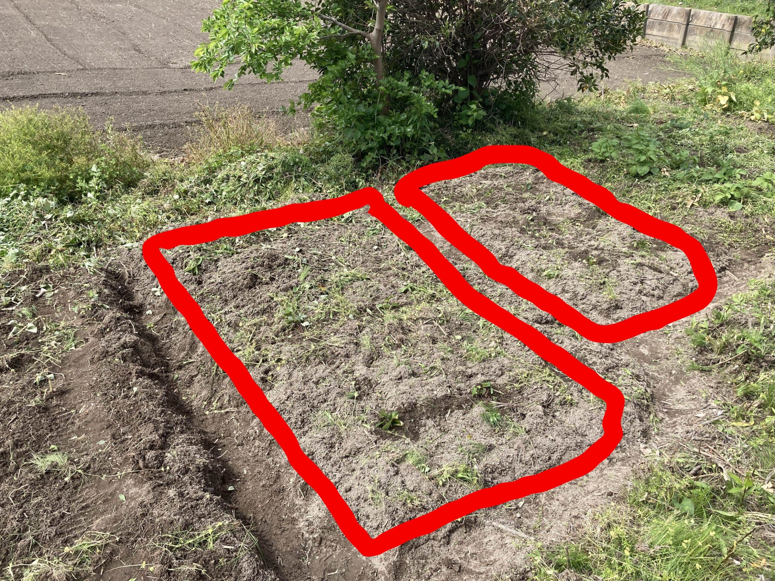 耕作放棄地を耕して畑（家庭菜園）にします③（無農薬・有機栽培・不耕起栽培）