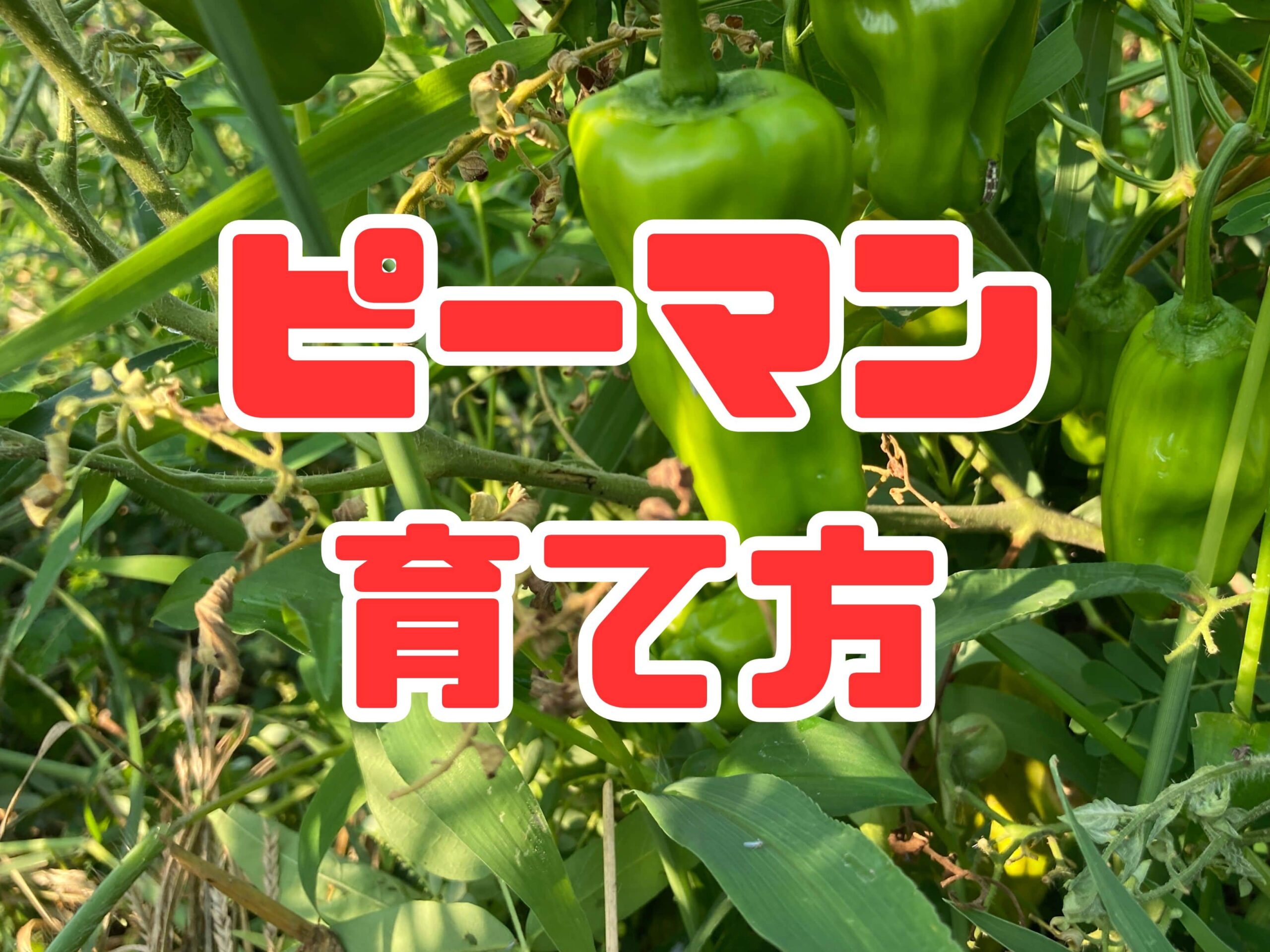 ピーマンの育て方｜初心者でも簡単！プランターでもたっぷり収穫できる方法をご紹介（スーパーで購入したピーマンから種をとって育てる方法も紹介）