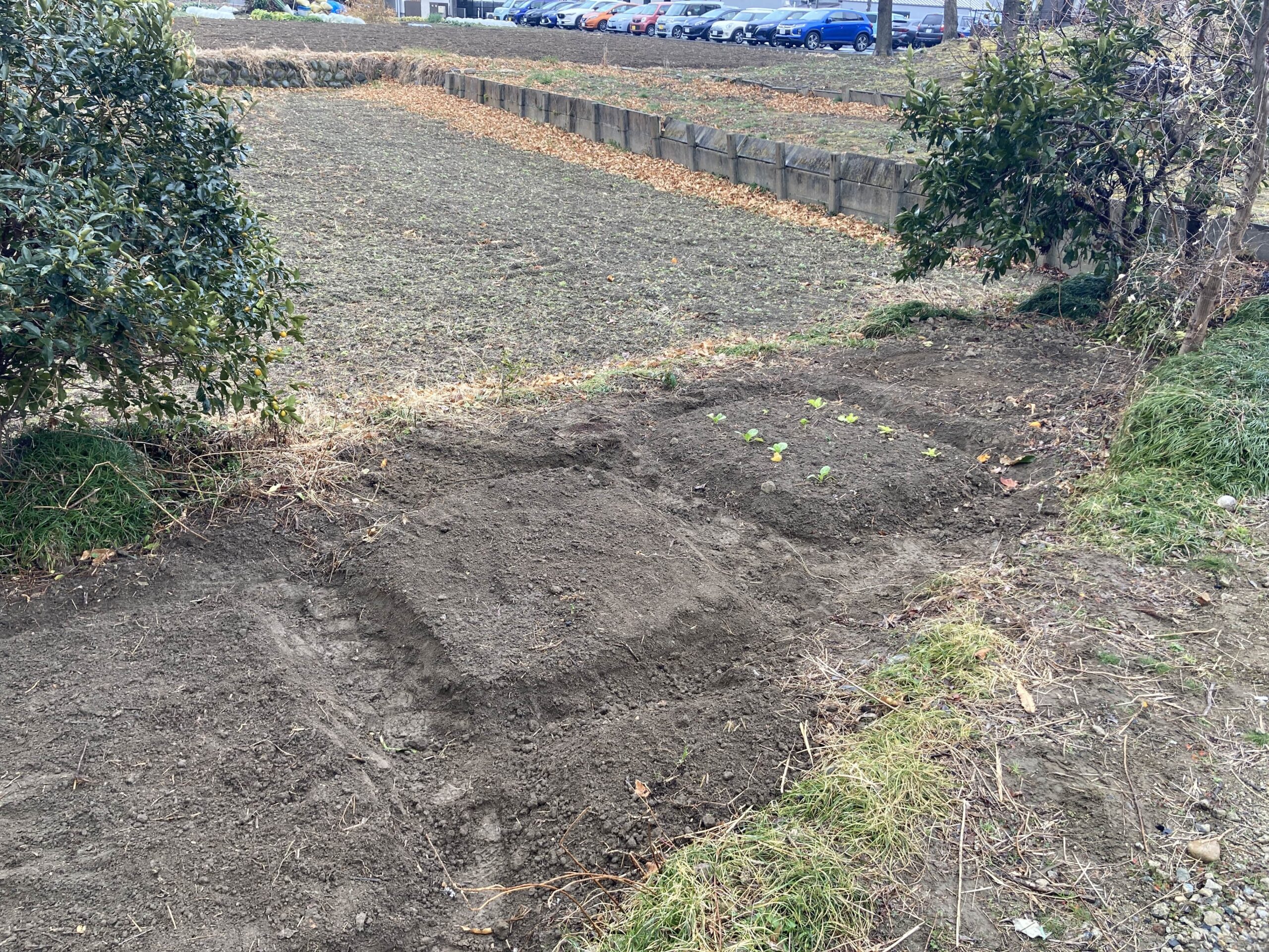 耕作放棄地を耕して畑（家庭菜園）にします②