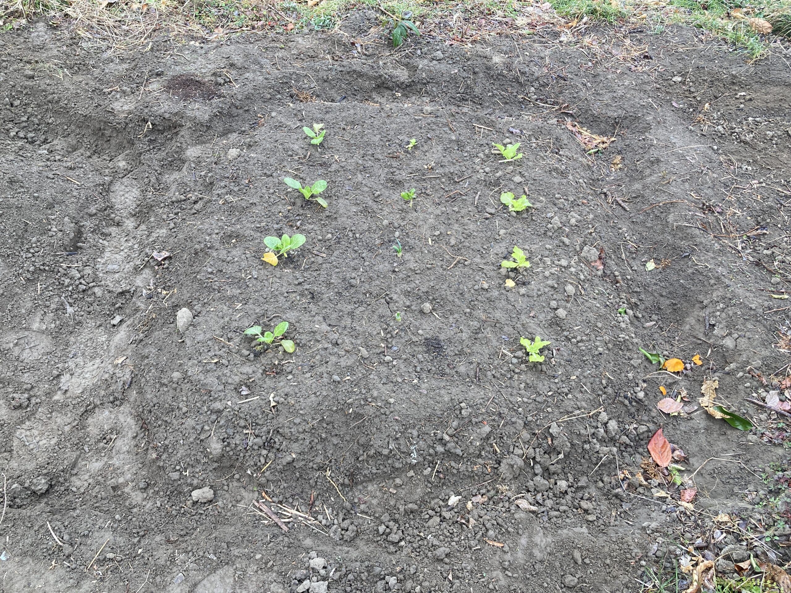 耕作放棄地を耕して畑（家庭菜園）にします②