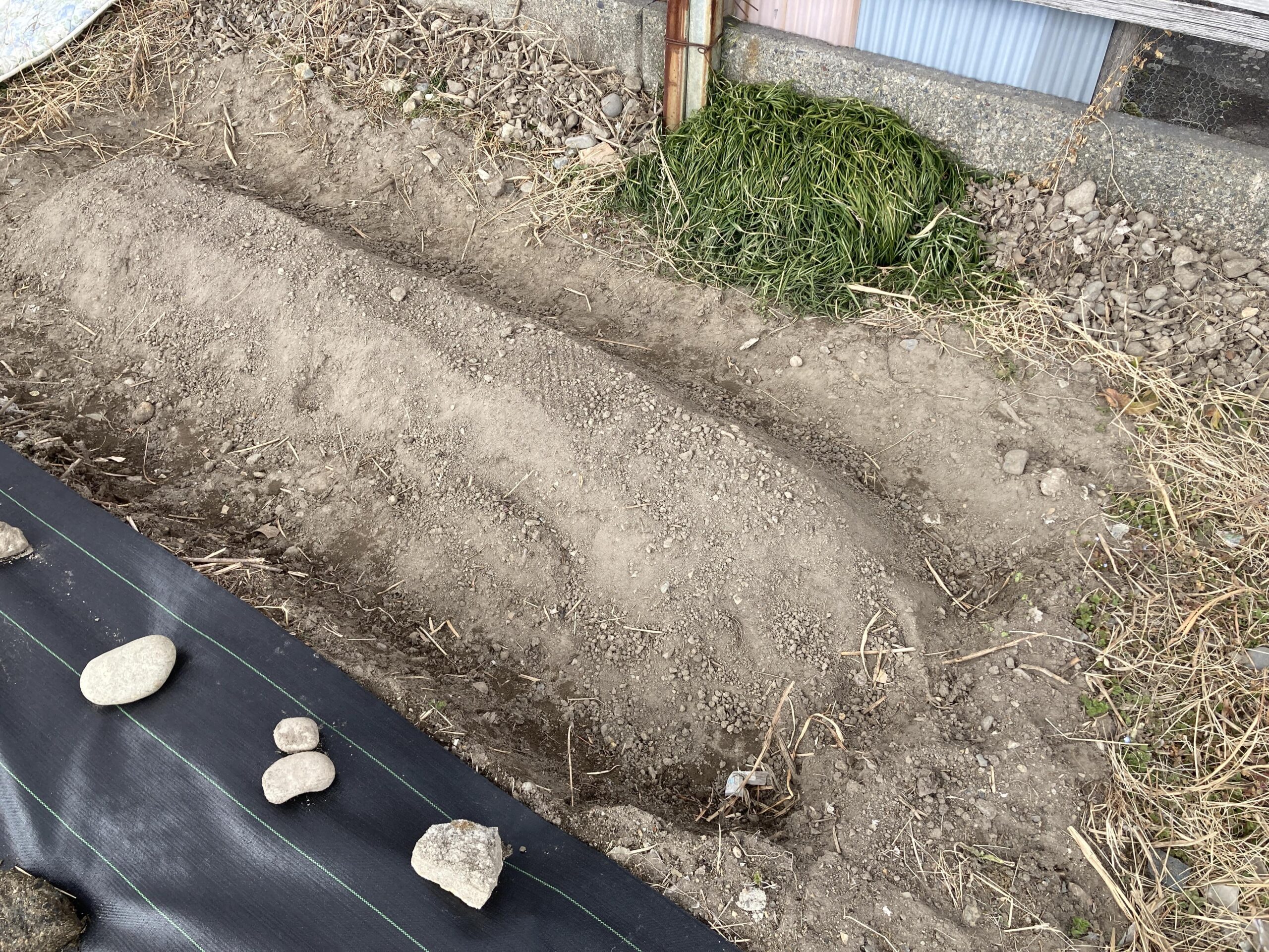 耕作放棄地を耕して畑（家庭菜園）にしますB③（無農薬・有機栽培・不耕起栽培）