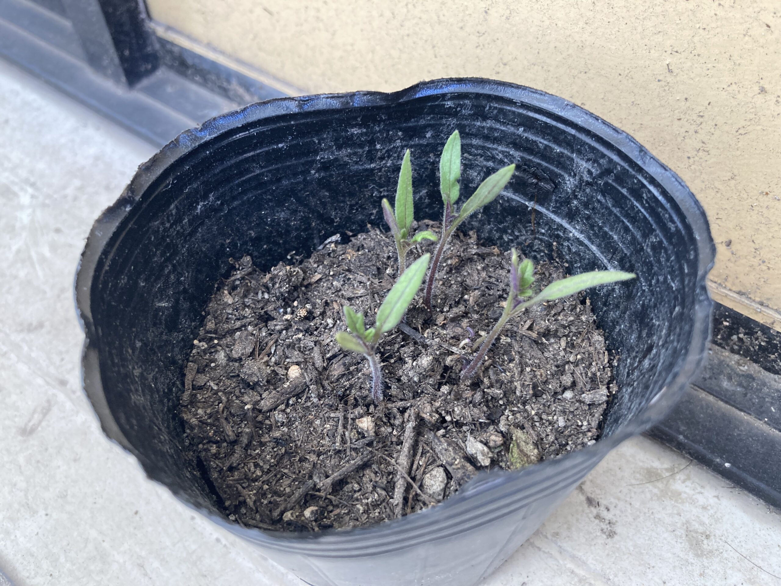 スーパーで買ったミニトマトを土に植えて「ミニトマト」を大量に収穫する方法