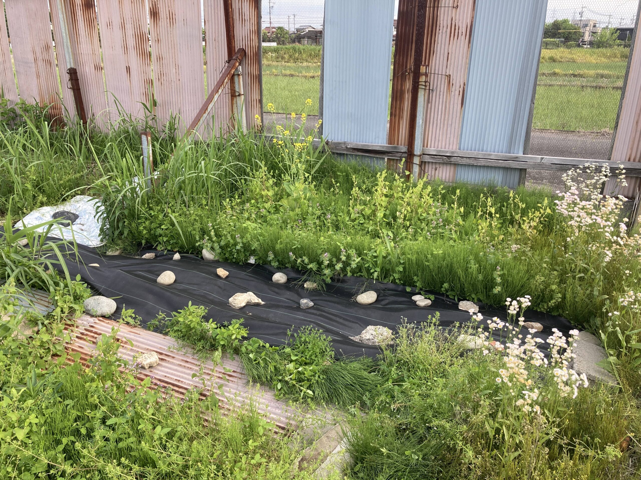 耕作放棄地を耕して畑（家庭菜園）にしますB④（無農薬・有機栽培・不耕起栽培）