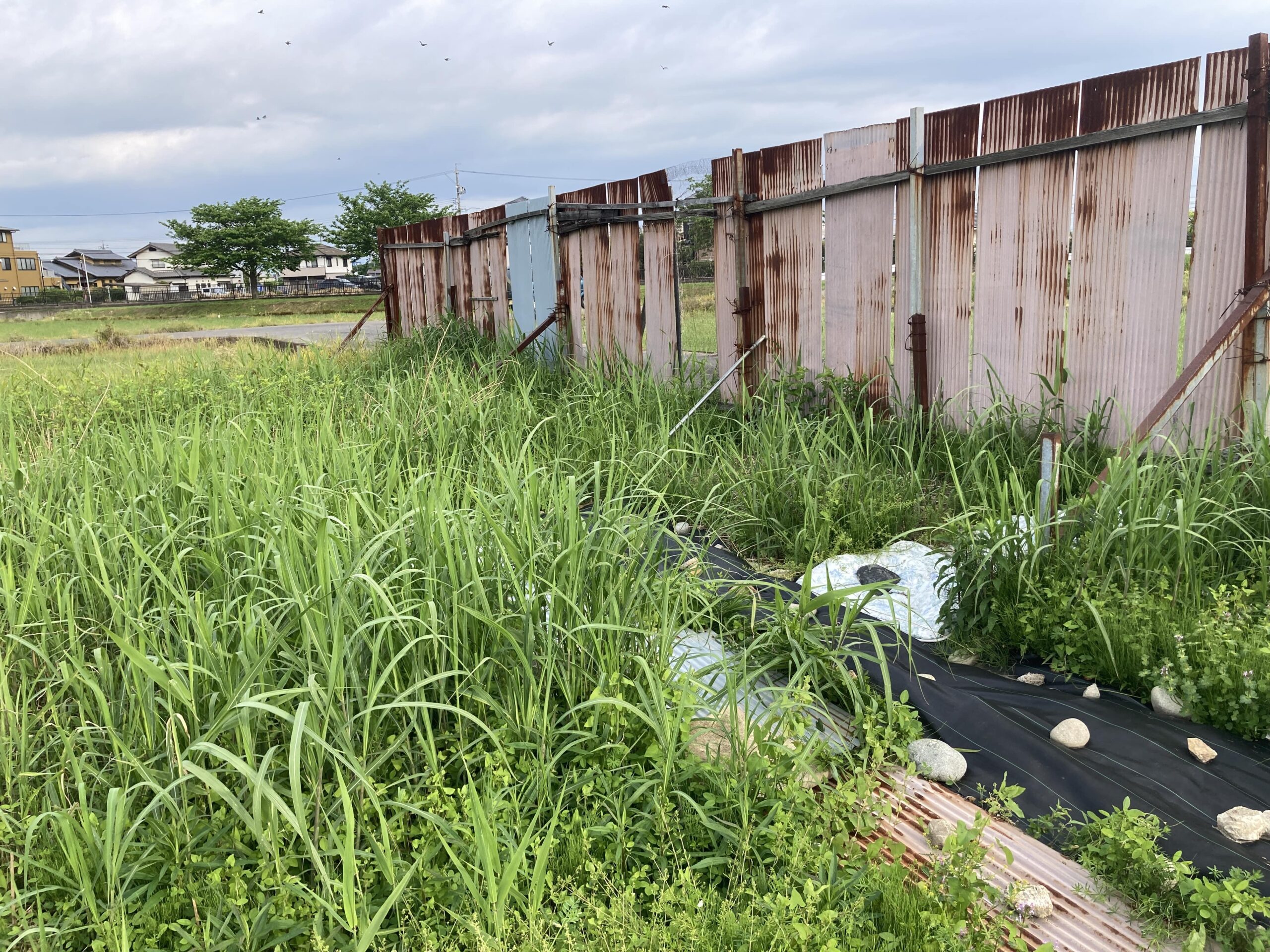 耕作放棄地を耕して畑（家庭菜園）にしますB④（無農薬・有機栽培・不耕起栽培）