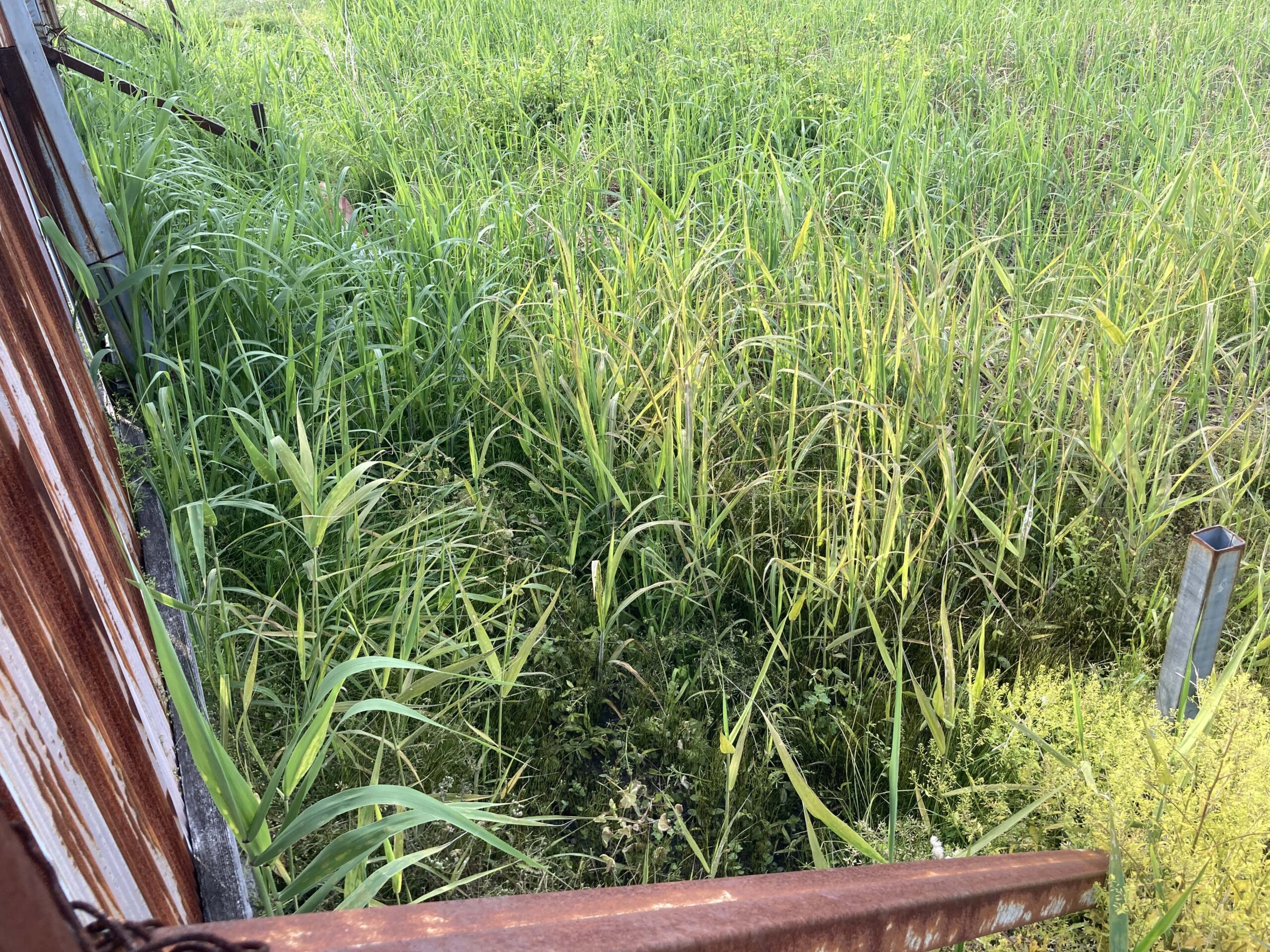 耕作放棄地を耕して畑（家庭菜園）にしますB④（無農薬・有機栽培・不耕起栽培）