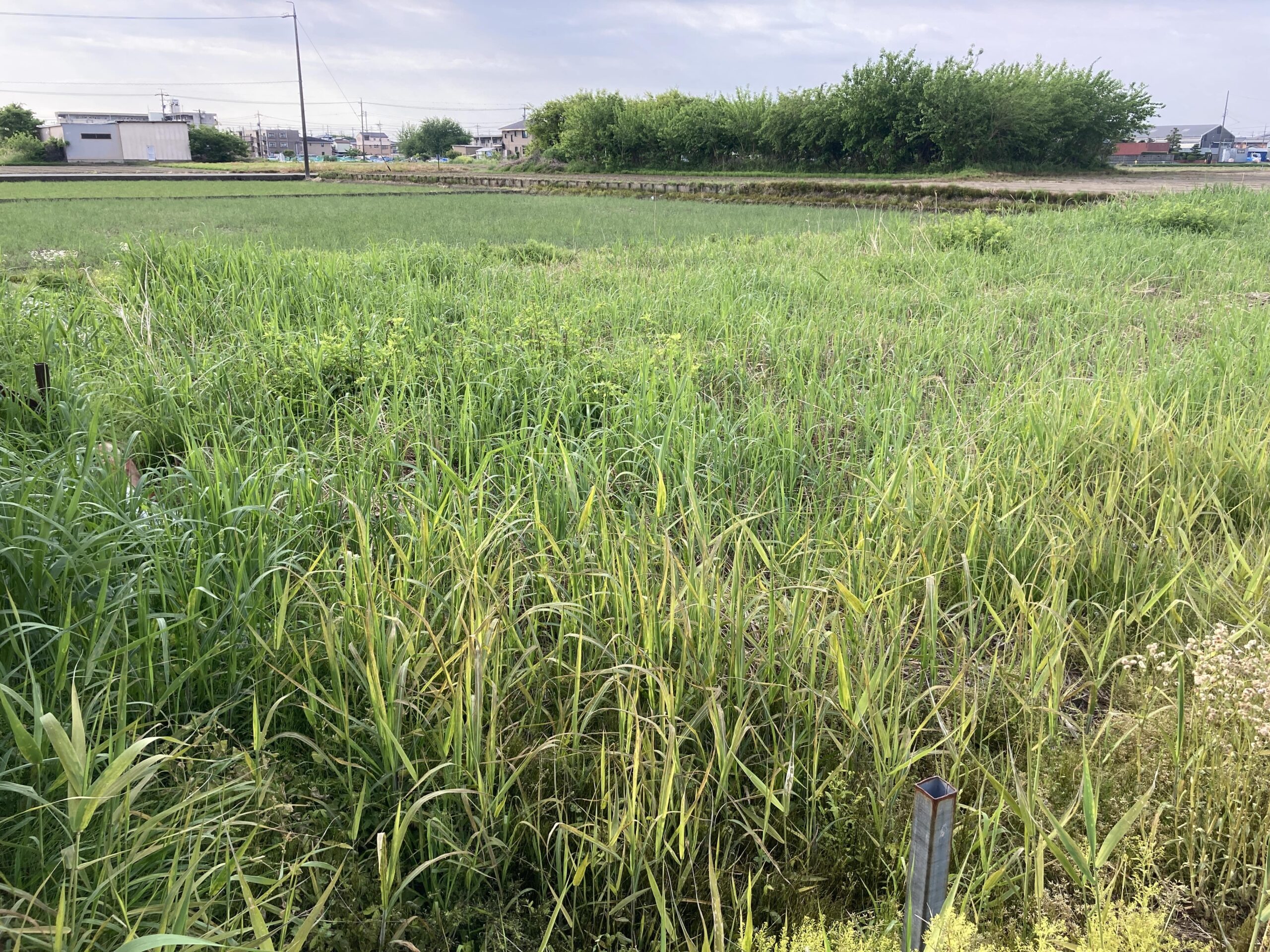 耕作放棄地を耕して畑（家庭菜園）にしますB④（無農薬・有機栽培・不耕起栽培）