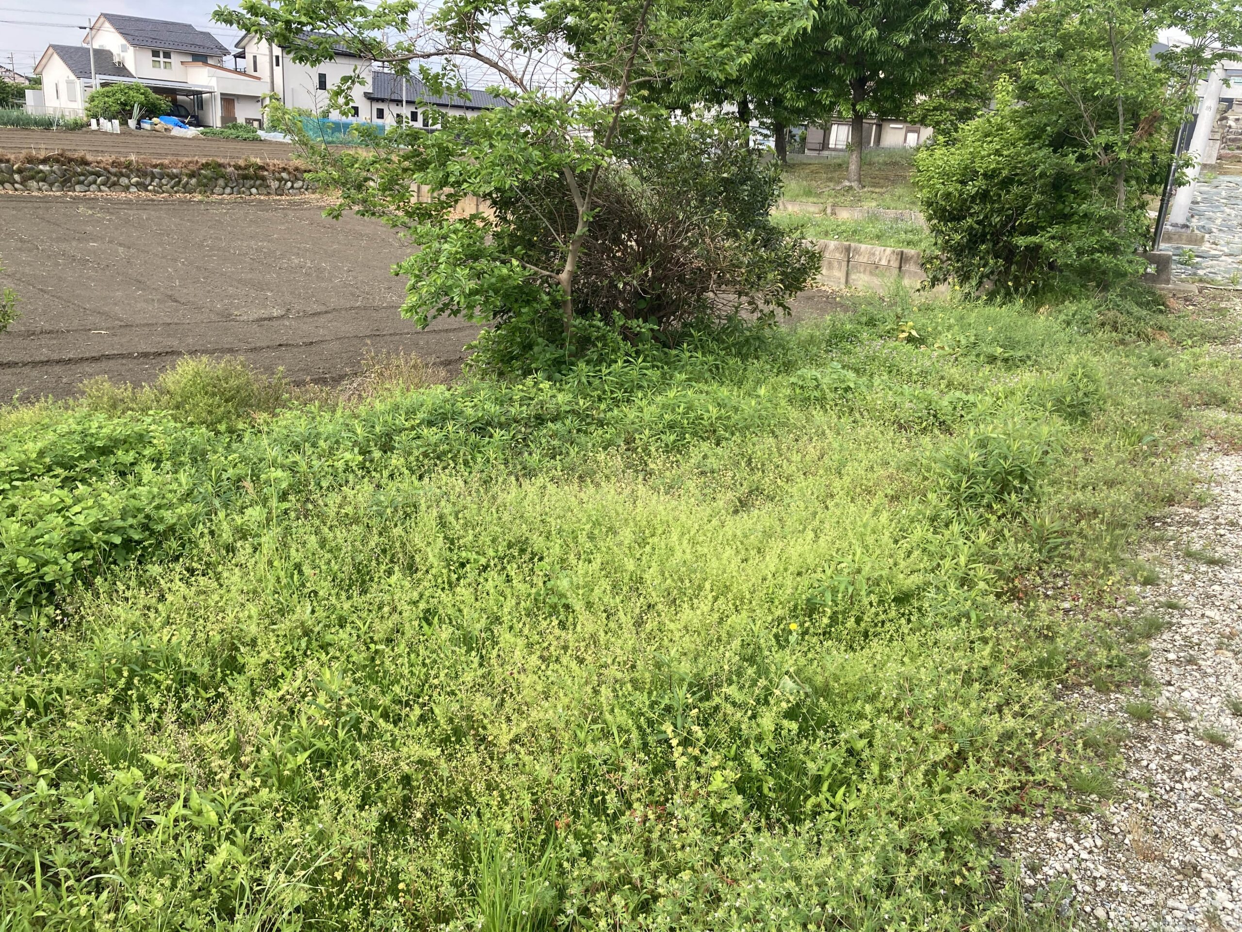耕作放棄地を耕して畑（家庭菜園）にします