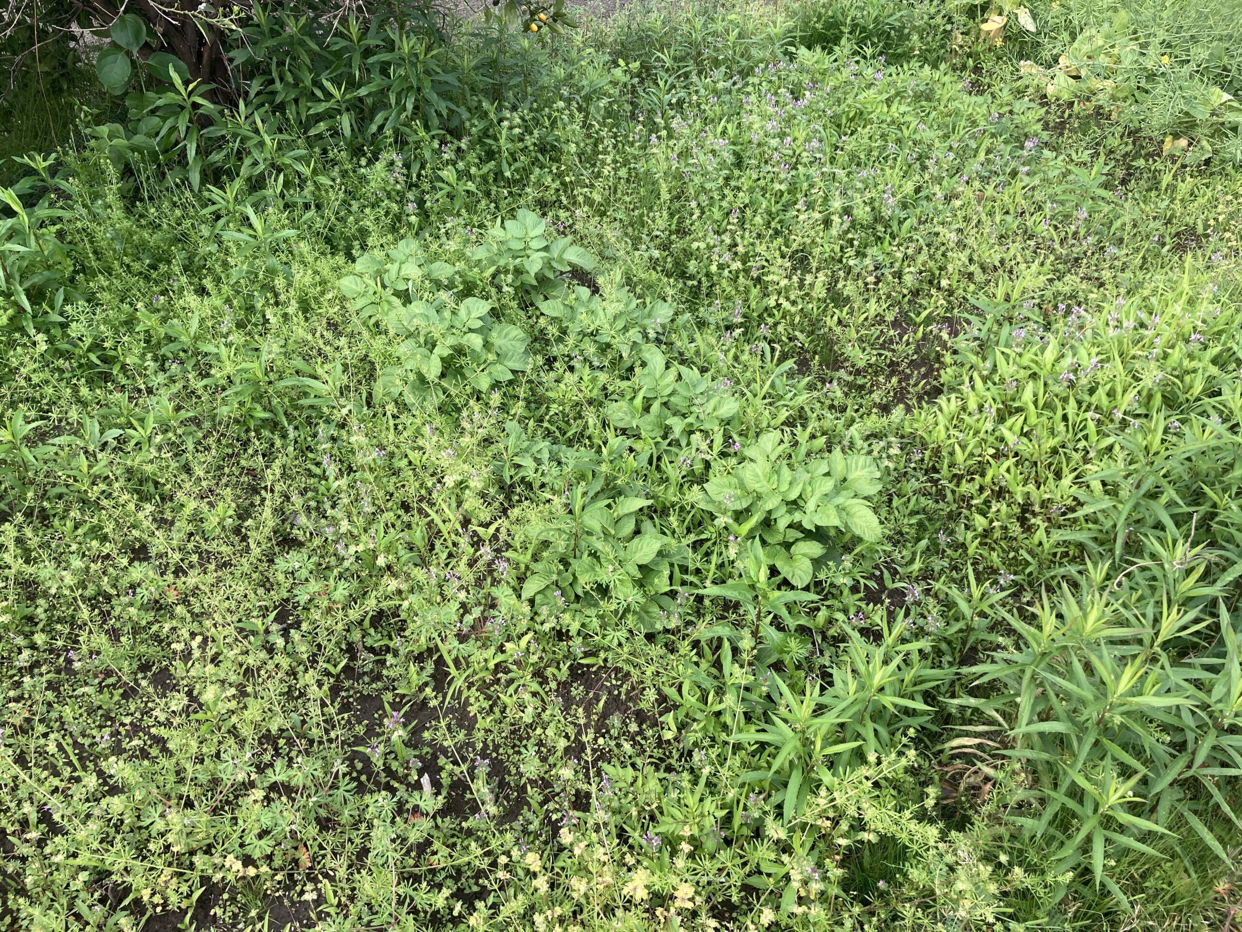 耕作放棄地を耕して畑（家庭菜園）にします③（無農薬・有機栽培・不耕起栽培）