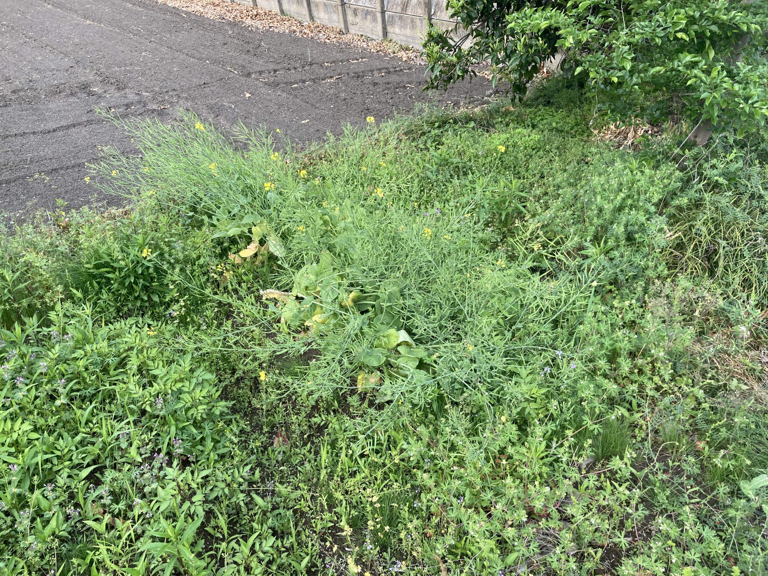 耕作放棄地を耕して畑（家庭菜園）にします③（無農薬・有機栽培・不耕起栽培）