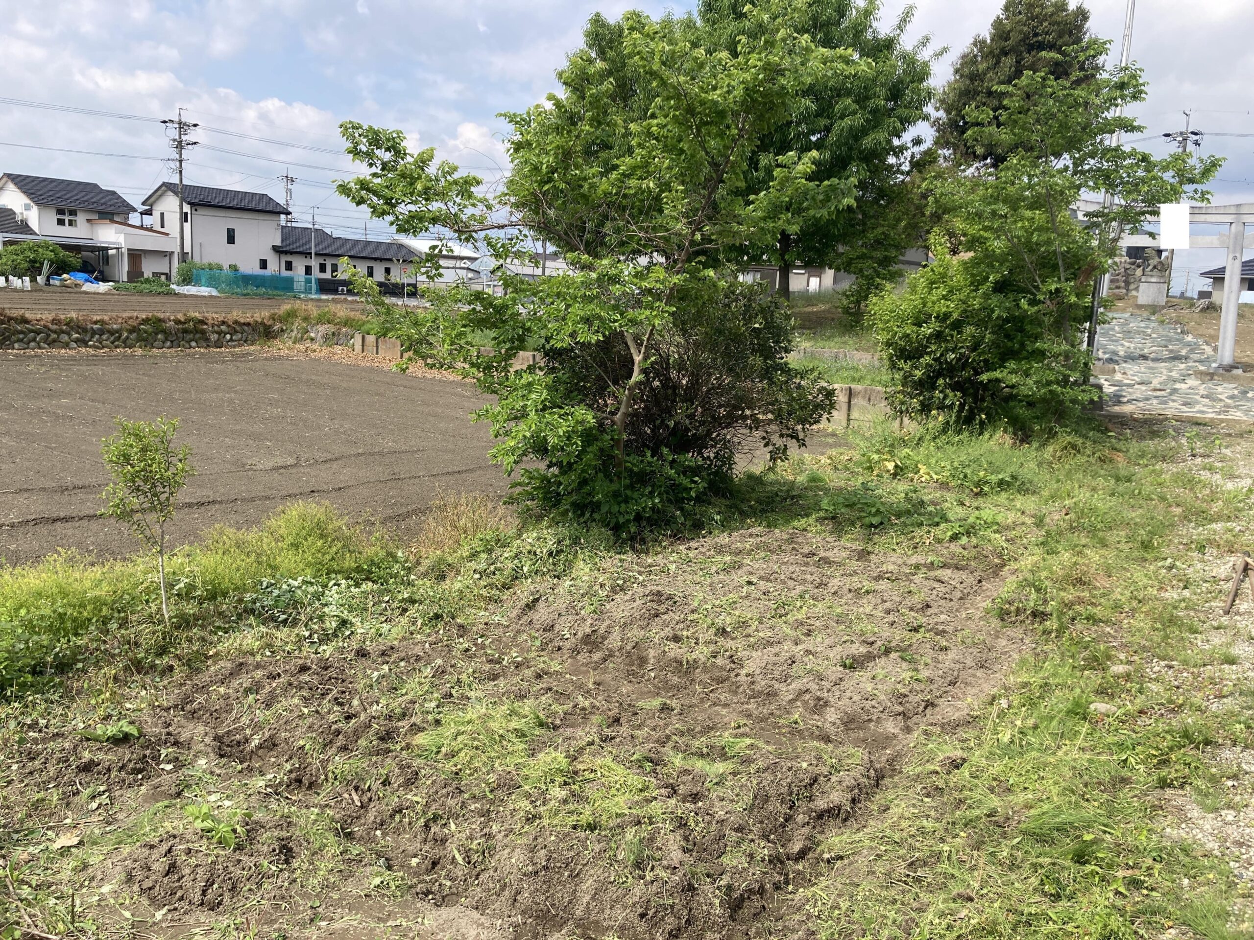 耕作放棄地を耕して畑（家庭菜園）にします③（無農薬・有機栽培・不耕起栽培）