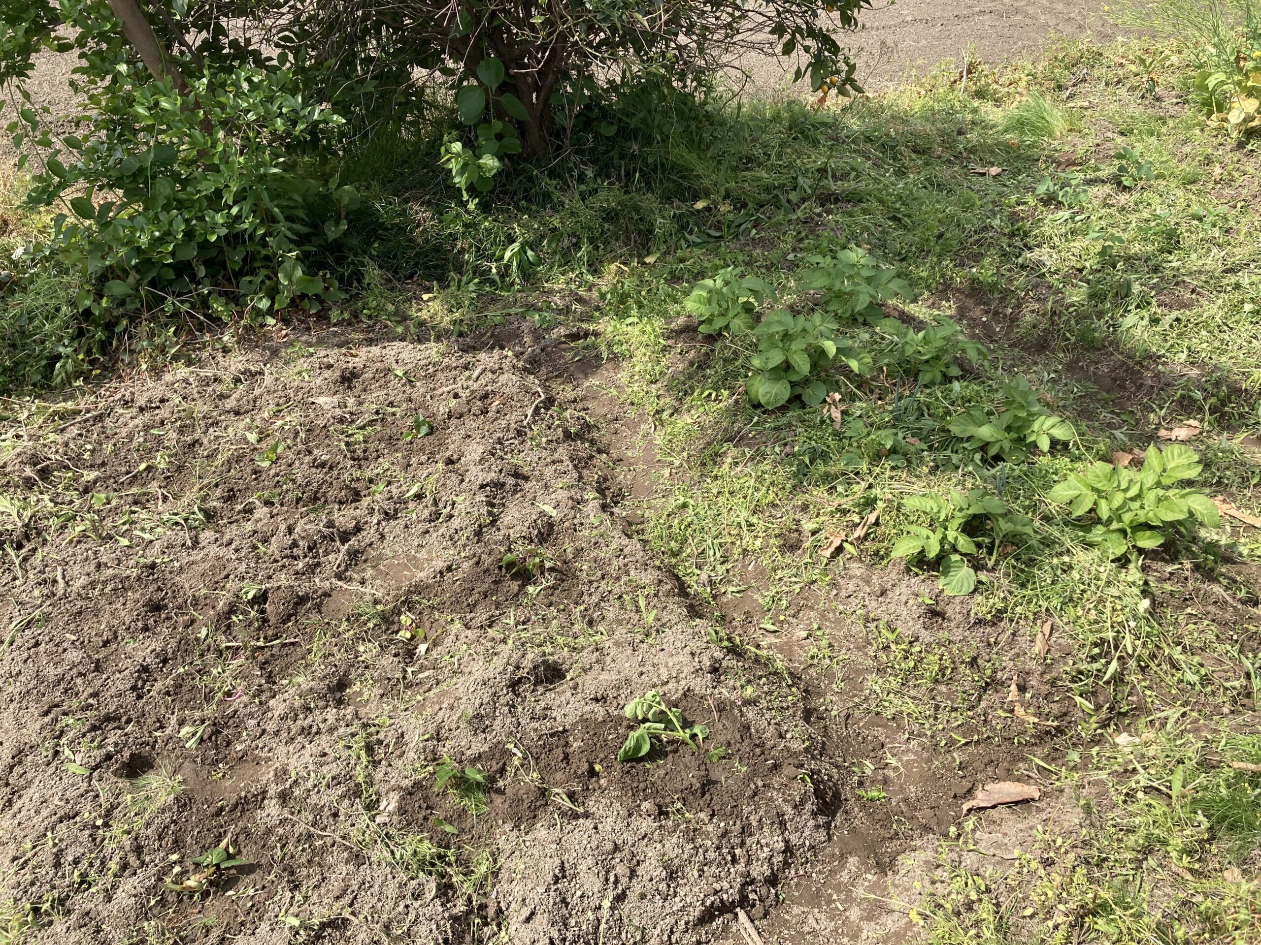 耕作放棄地を耕して畑（家庭菜園）にします③（無農薬・有機栽培・不耕起栽培）