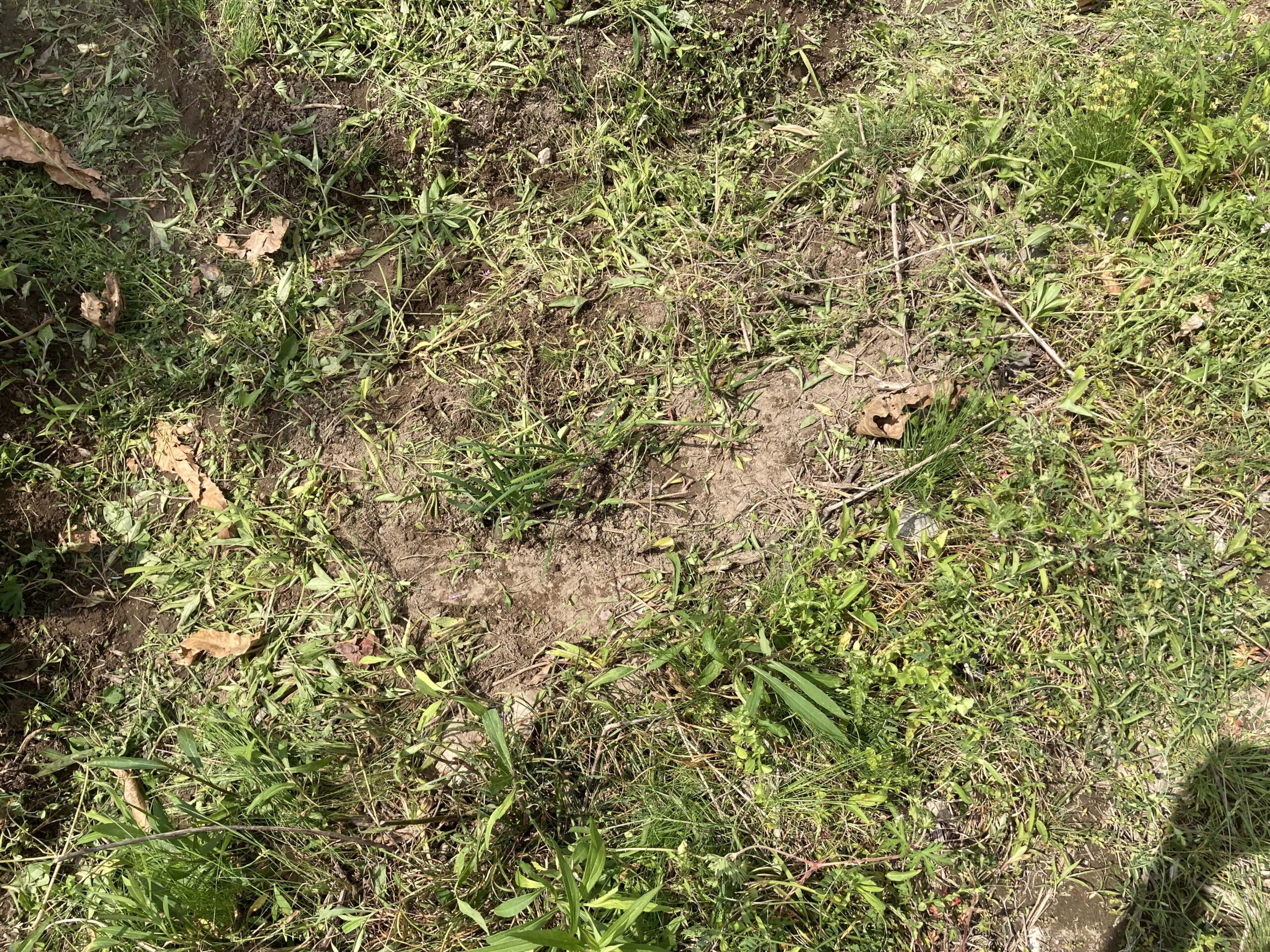 耕作放棄地を耕して畑（家庭菜園）にします③（無農薬・有機栽培・不耕起栽培）