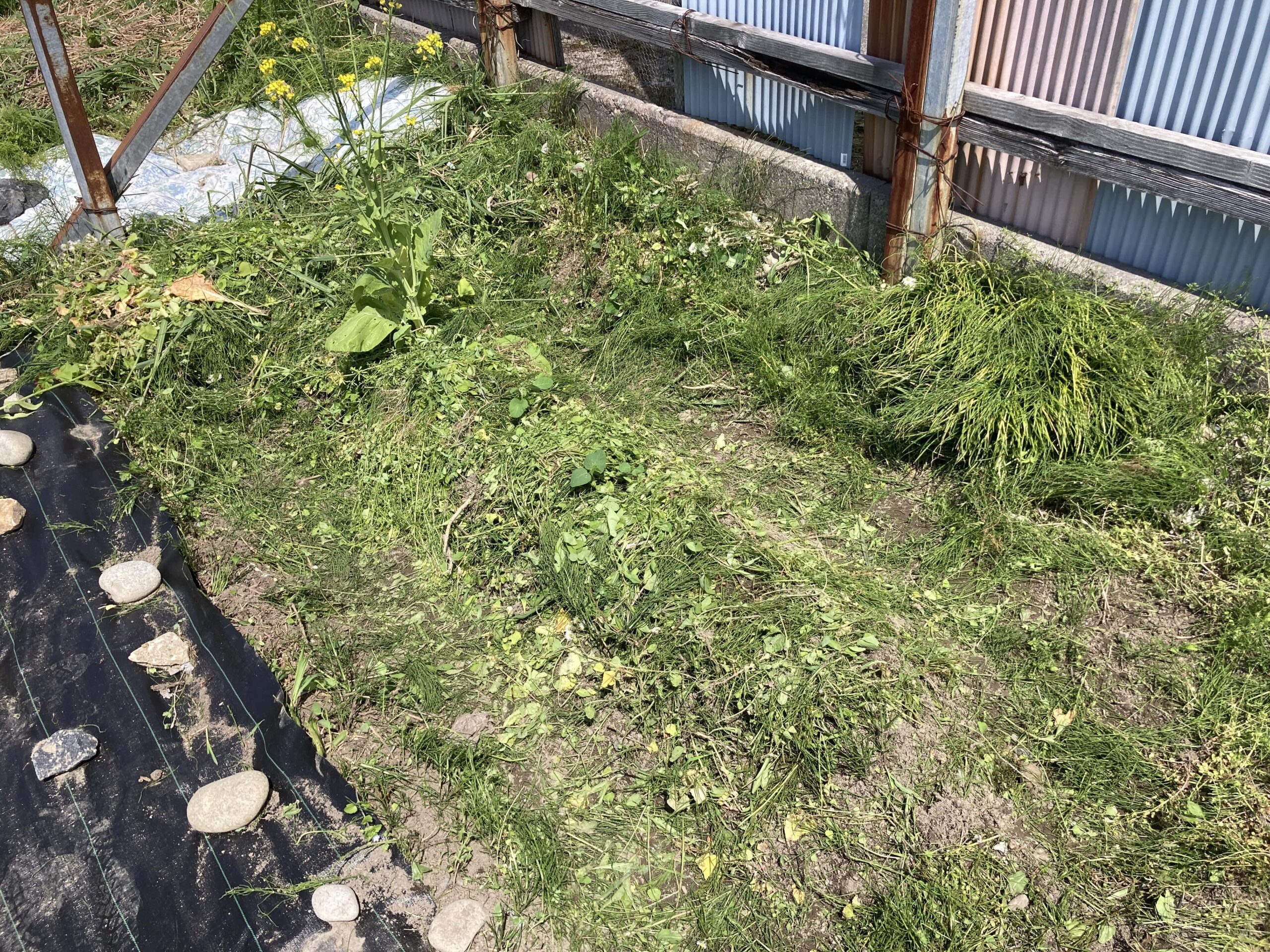 耕作放棄地を耕して畑（家庭菜園）にしますB④（無農薬・有機栽培・不耕起栽培）