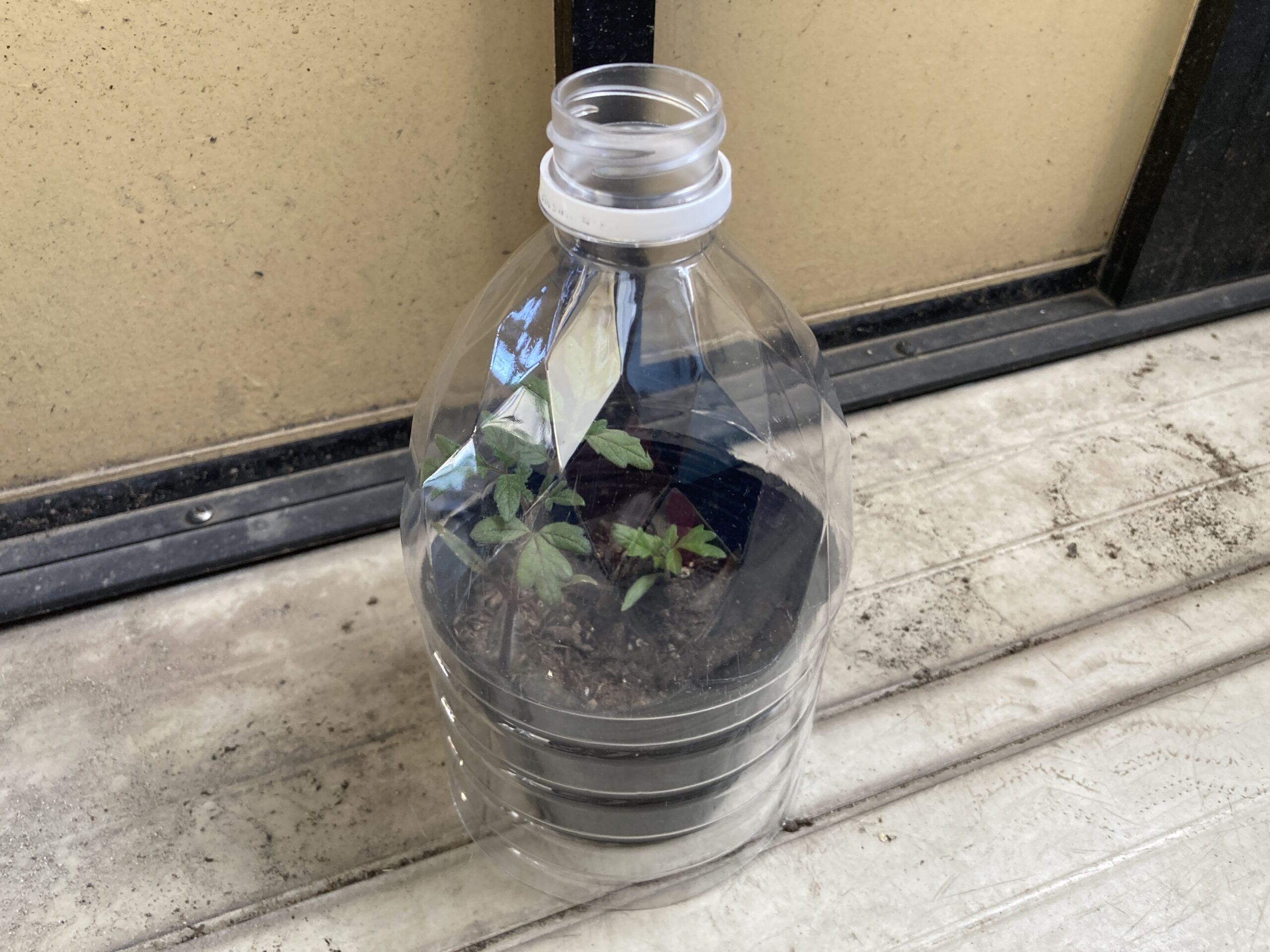 スーパーで買ったミニトマトを土に植えて「ミニトマト」を大量に収穫する方法