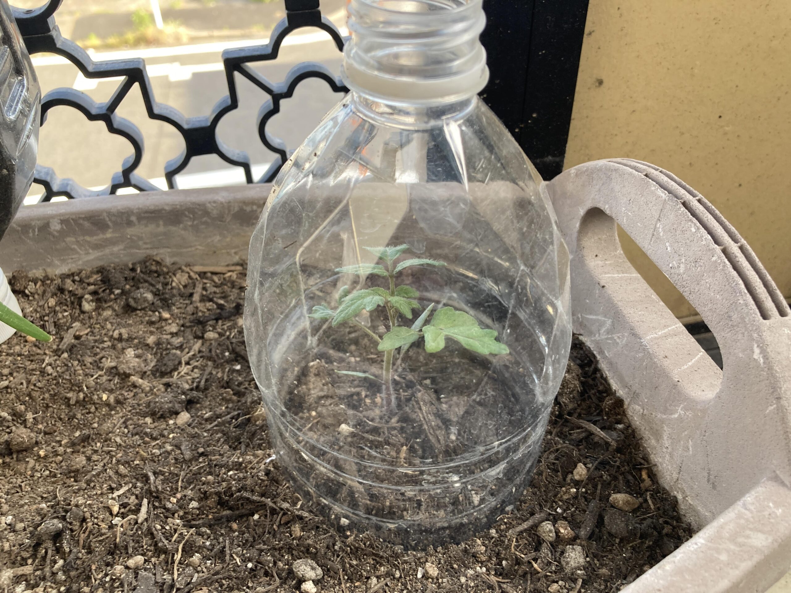 スーパーで買ったミニトマトを土に植えて「ミニトマト」を大量に収穫する方法