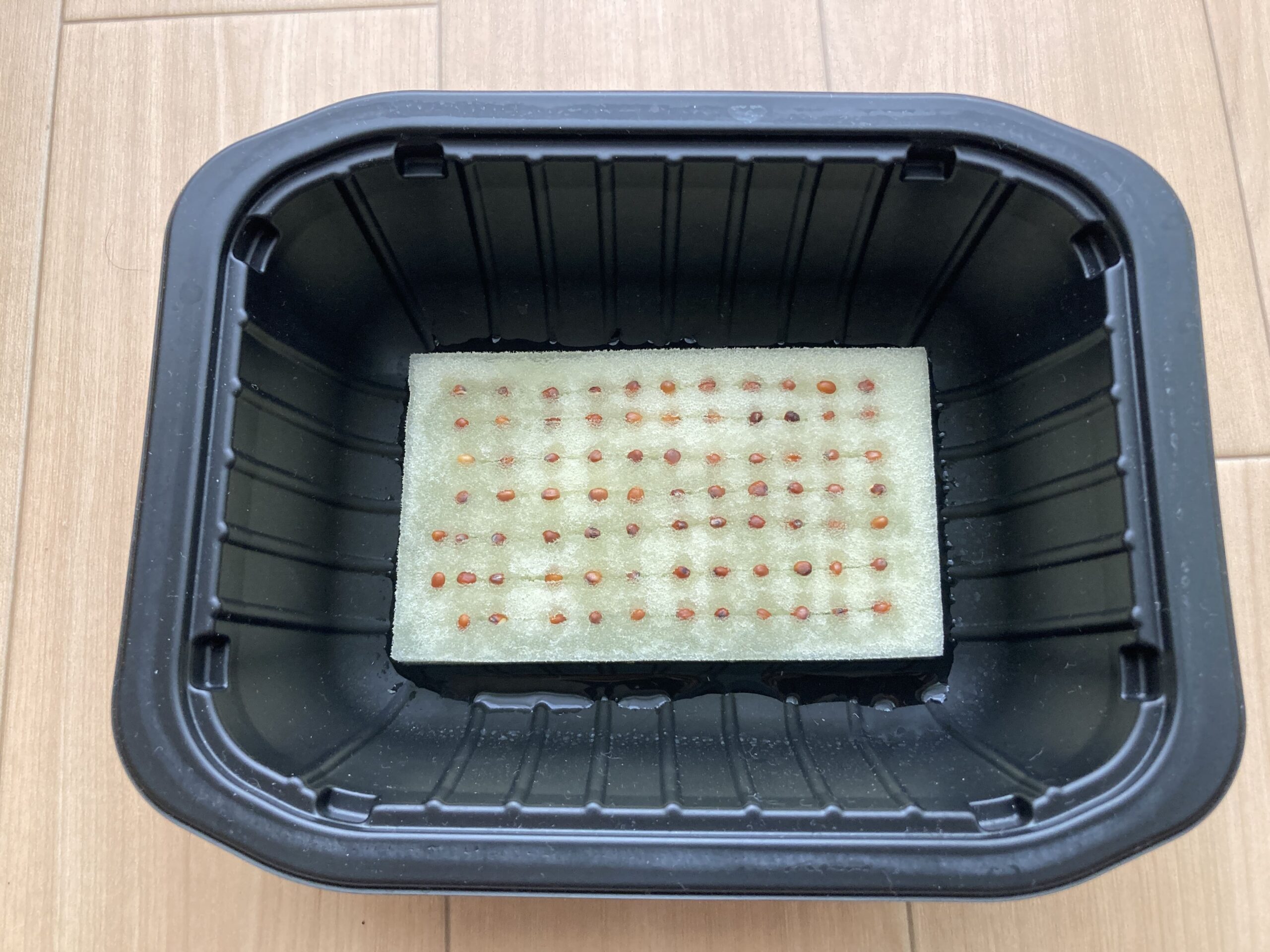 100均（ダイソー）の「かいわれ大根」を水耕栽培でコスト100円以下で育てる方法
