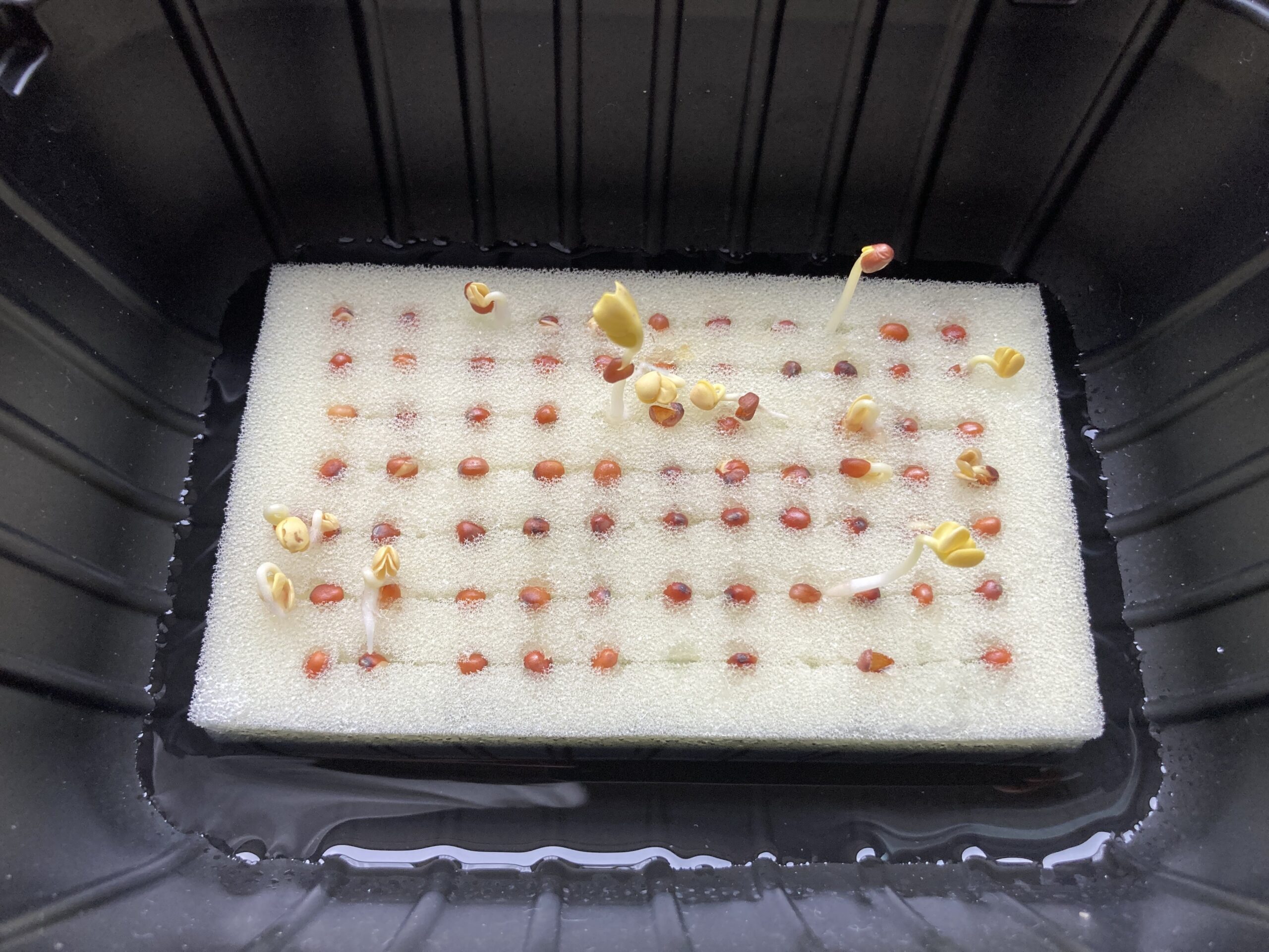 100均（ダイソー）の「かいわれ大根」を水耕栽培でコスト100円以下で育てる方法
