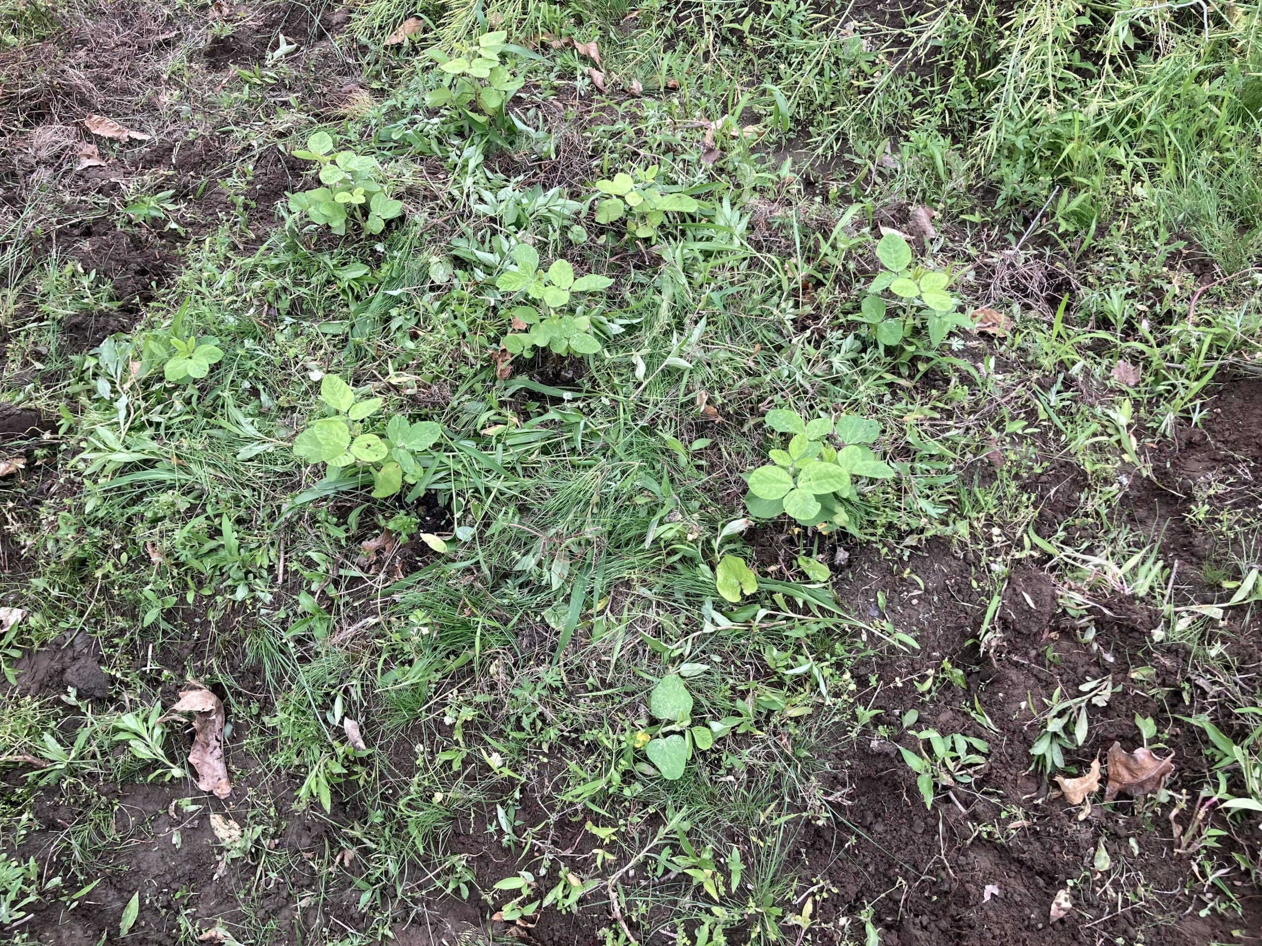 枝豆（エダマメ）の育て方｜初心者でも簡単！ビールのお供としても大人気な夏野菜【家庭菜園】