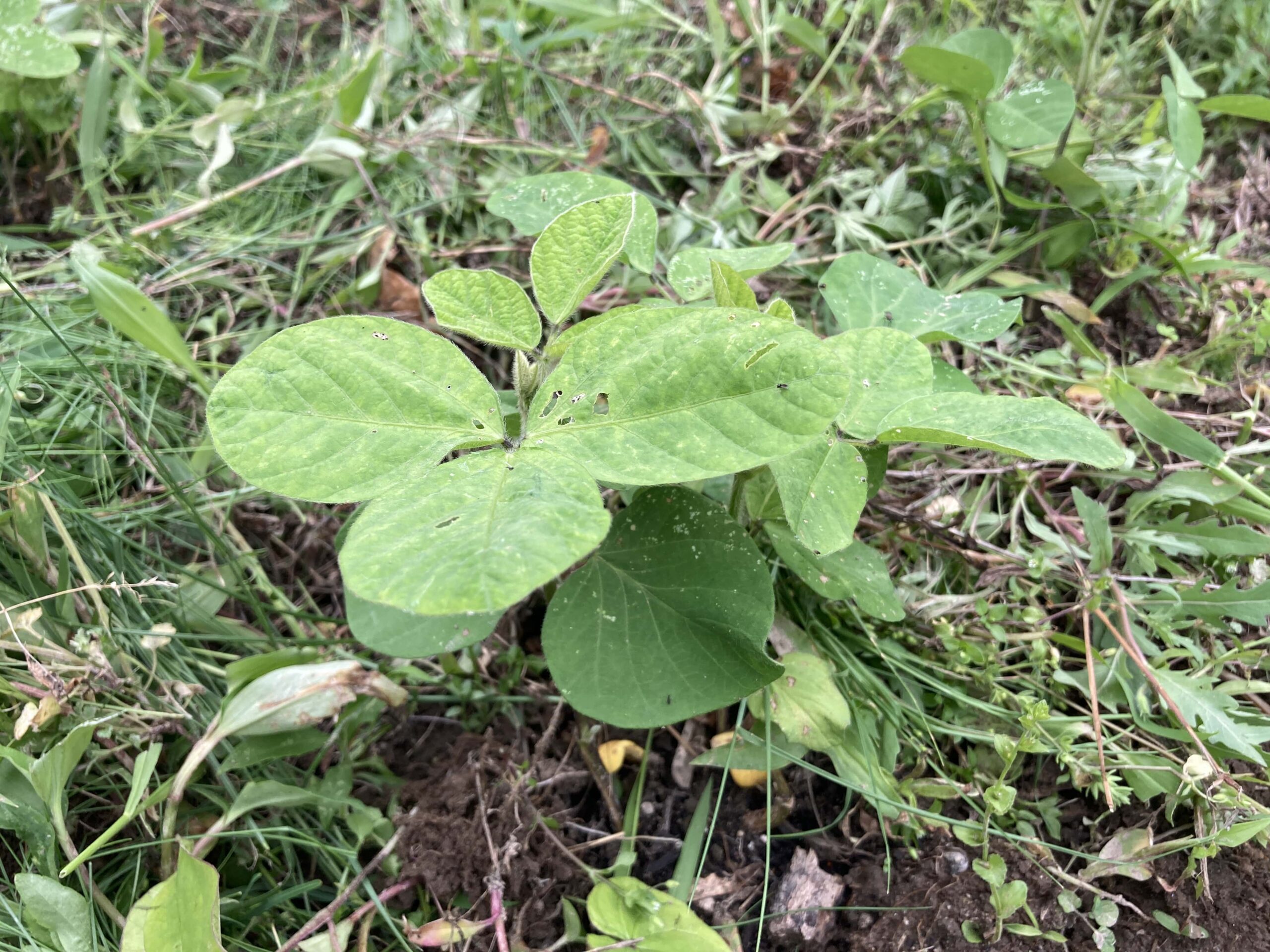 枝豆の育て方｜初心者でも簡単！ビールのお供としても大人気な夏野菜【家庭菜園】