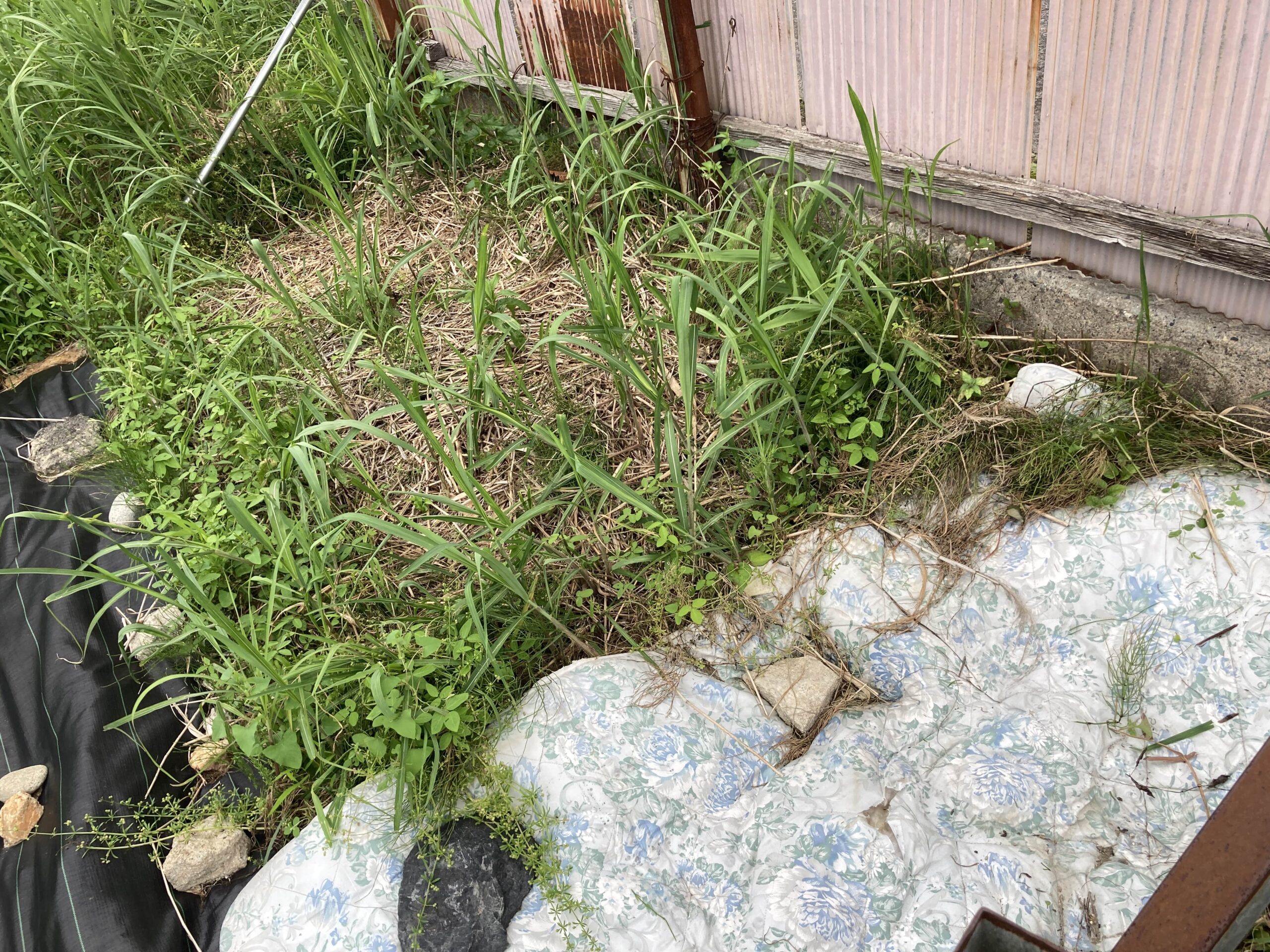 【2025年】耕作放棄地を耕して畑（家庭菜園）にします（無農薬・有機栽培・不耕起栽培）