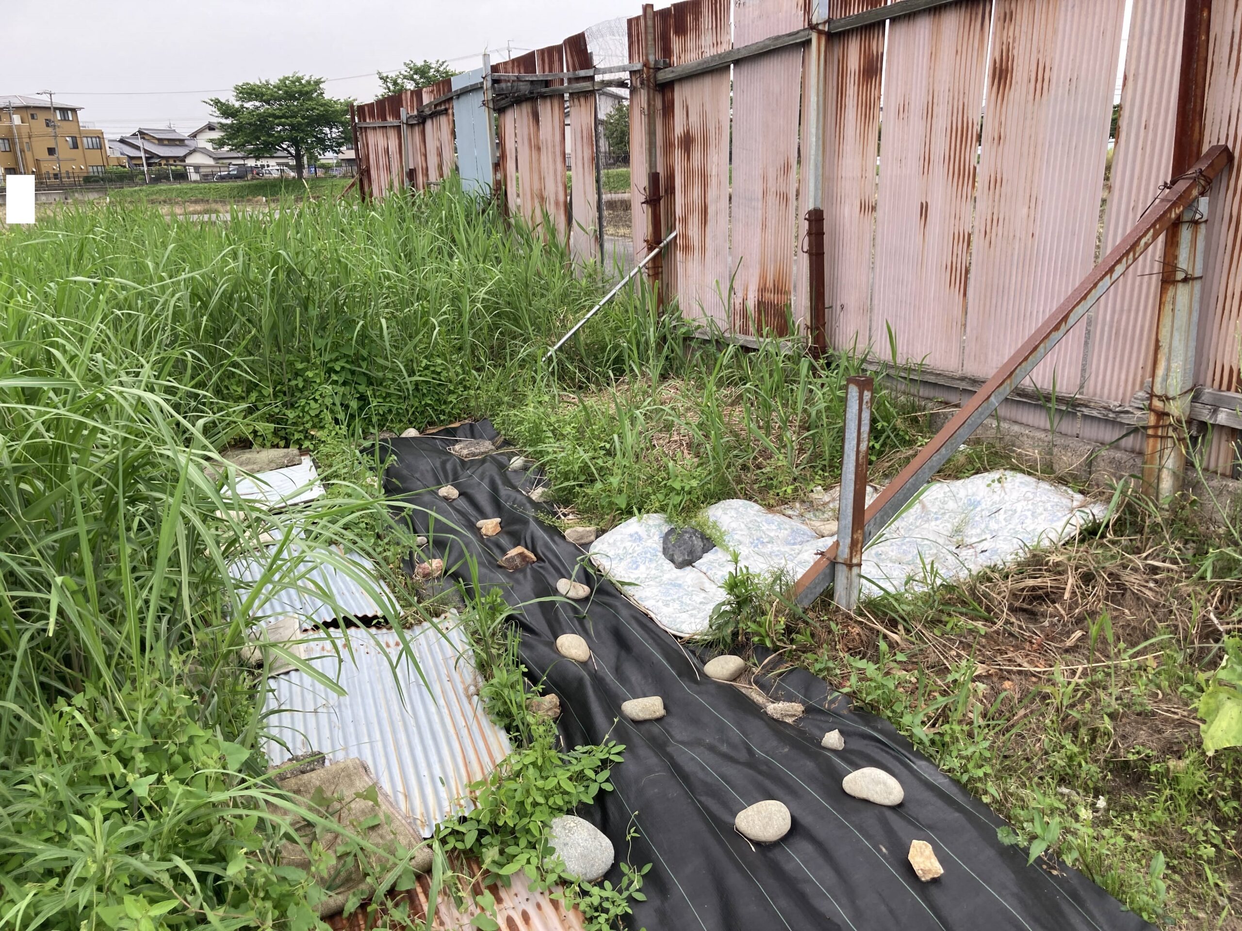 【2025年】耕作放棄地を耕して畑（家庭菜園）にします（無農薬・有機栽培・不耕起栽培）