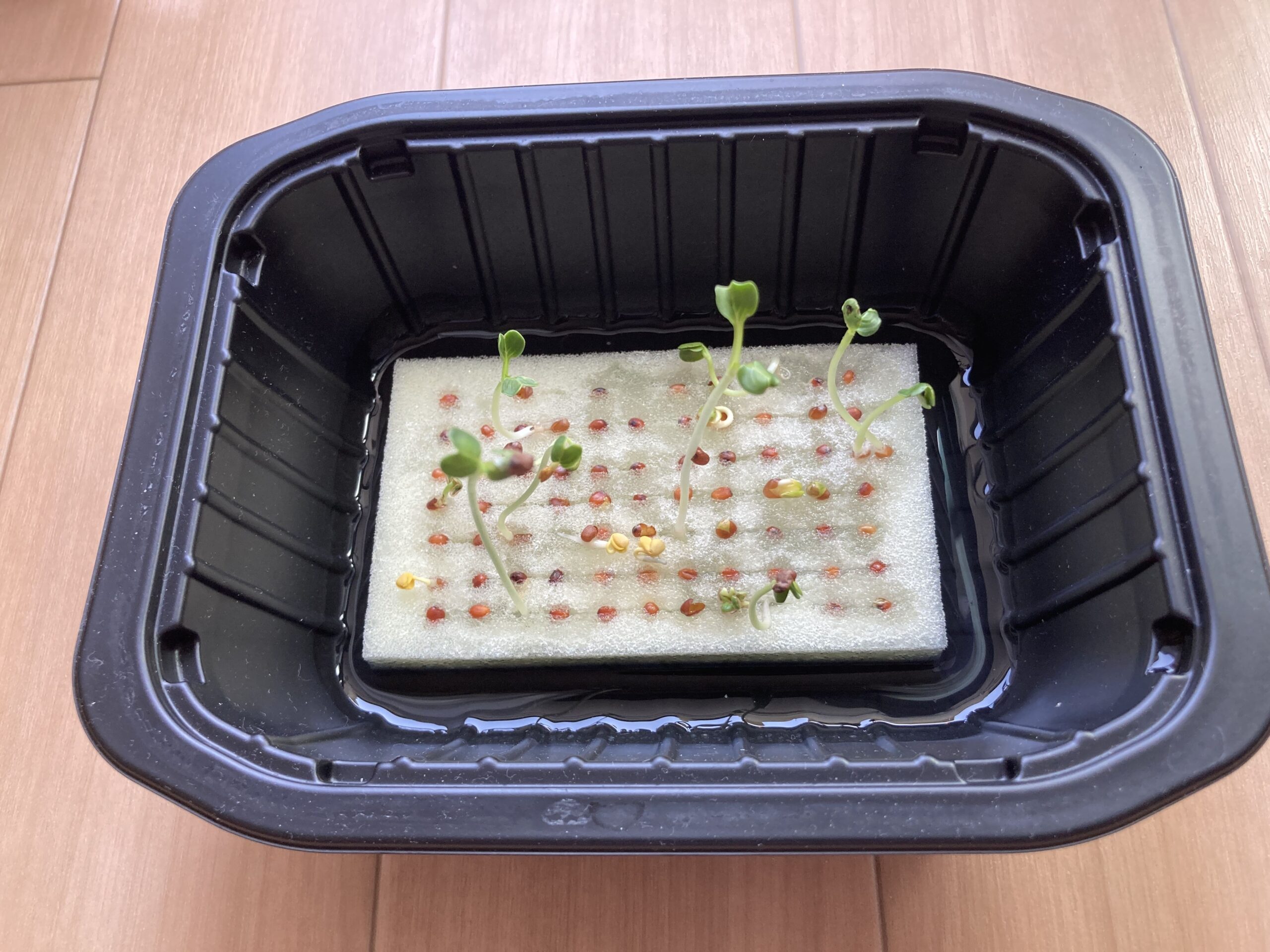 100均（ダイソー）の「かいわれ大根」を水耕栽培でコスト100円以下で育てる方法
