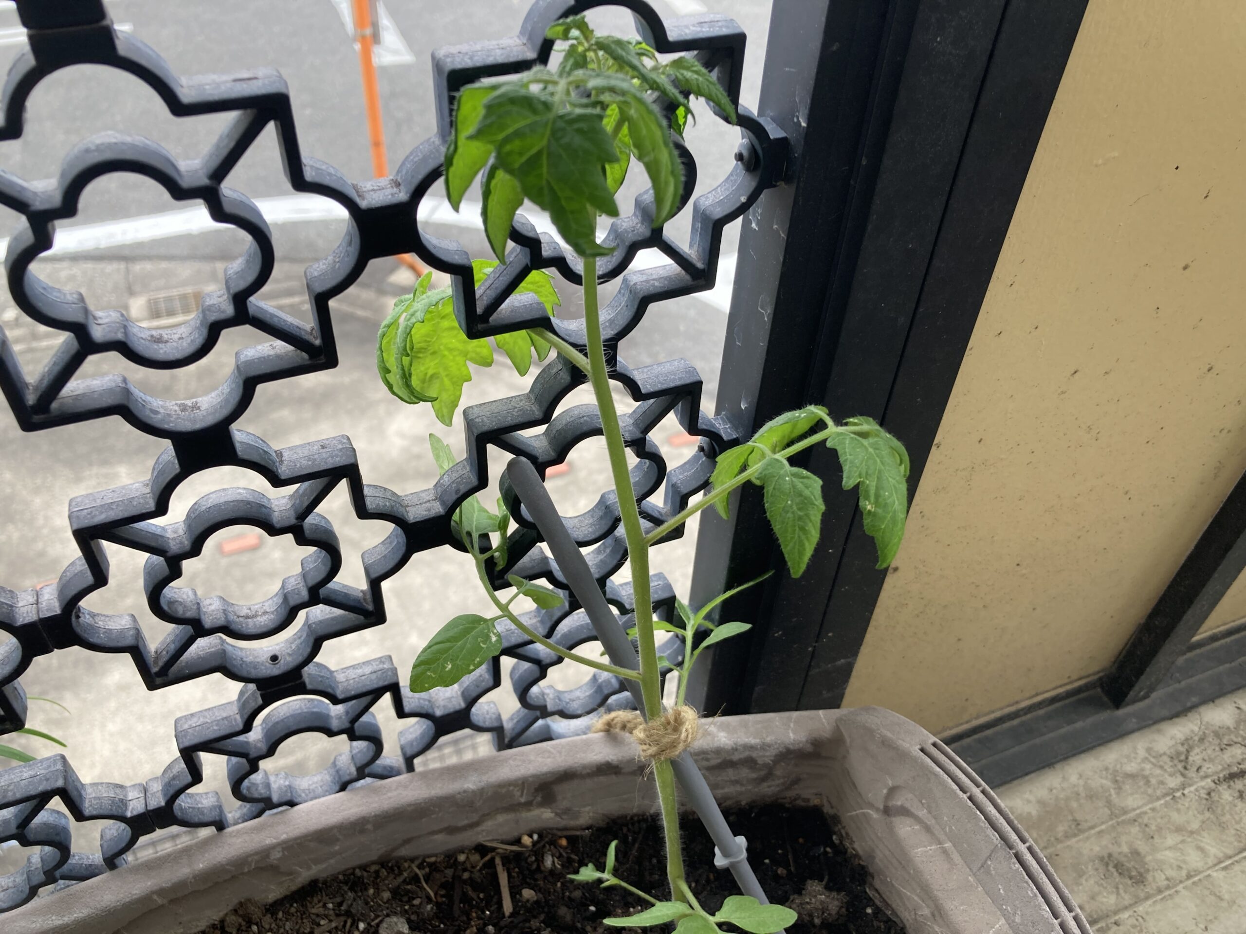 スーパーで買ったミニトマトを土に植えて「ミニトマト」を大量に収穫する方法