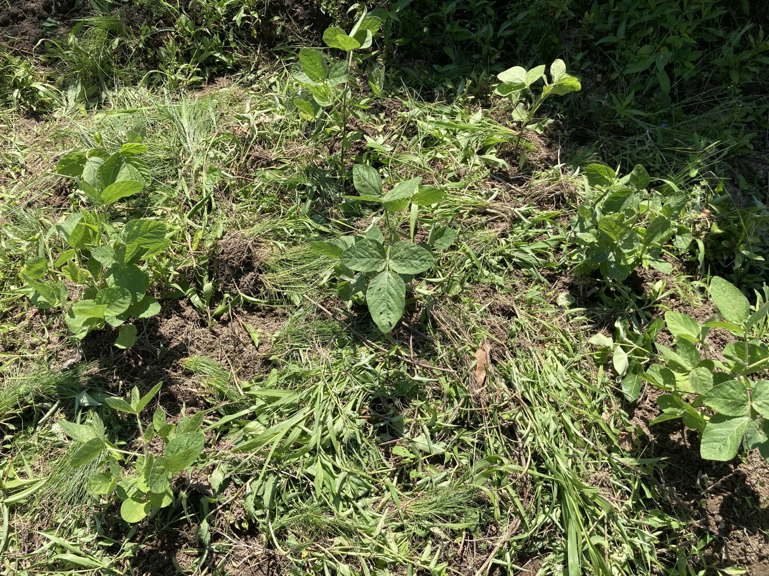 【2025年】耕作放棄地を耕して畑（家庭菜園）にします（無農薬・有機栽培・不耕起栽培）