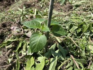 【2025年】耕作放棄地を耕して畑（家庭菜園）にします（無農薬・有機栽培・不耕起栽培）