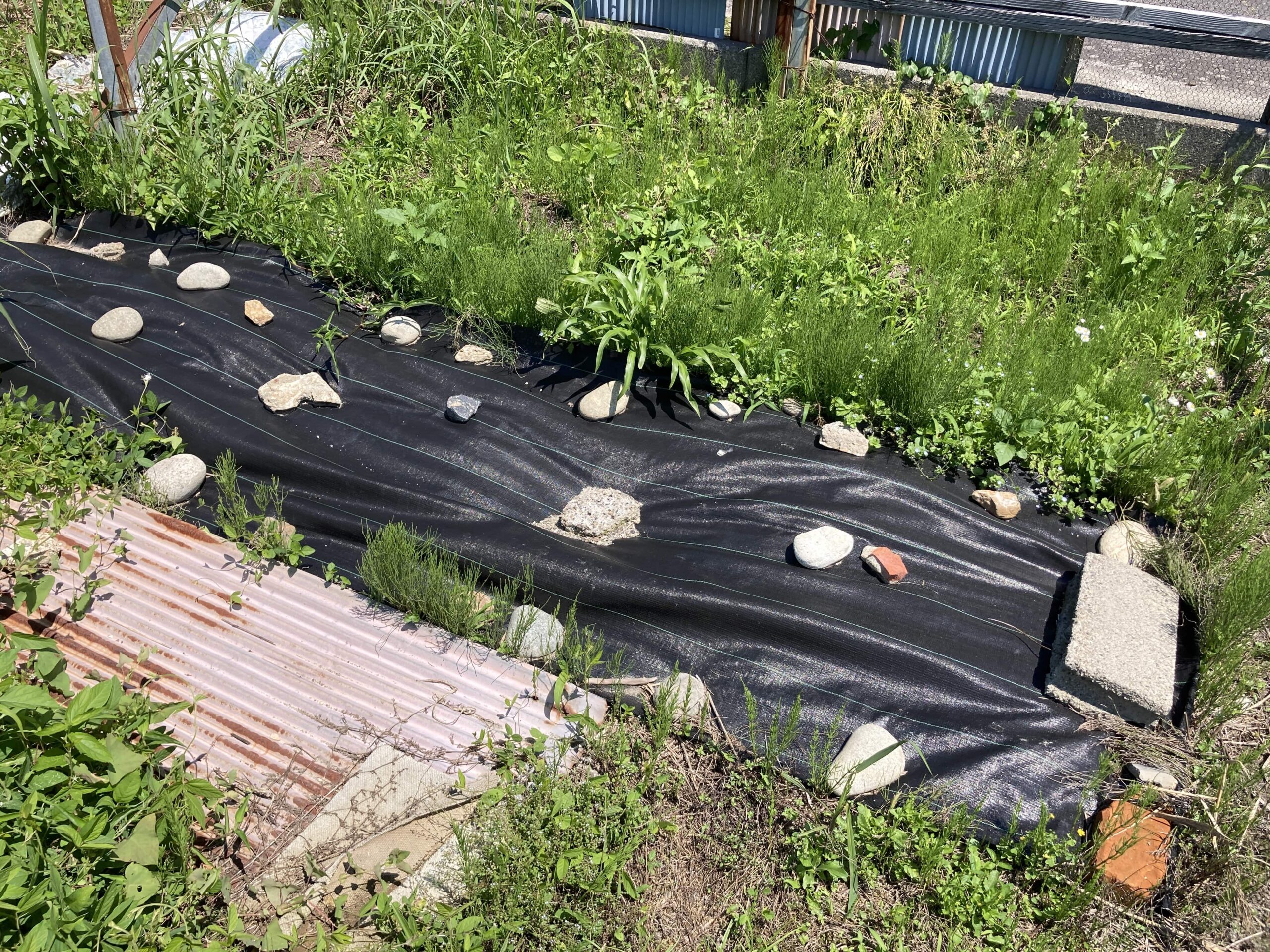 【2025年】耕作放棄地を耕して畑（家庭菜園）にします（無農薬・有機栽培・不耕起栽培）