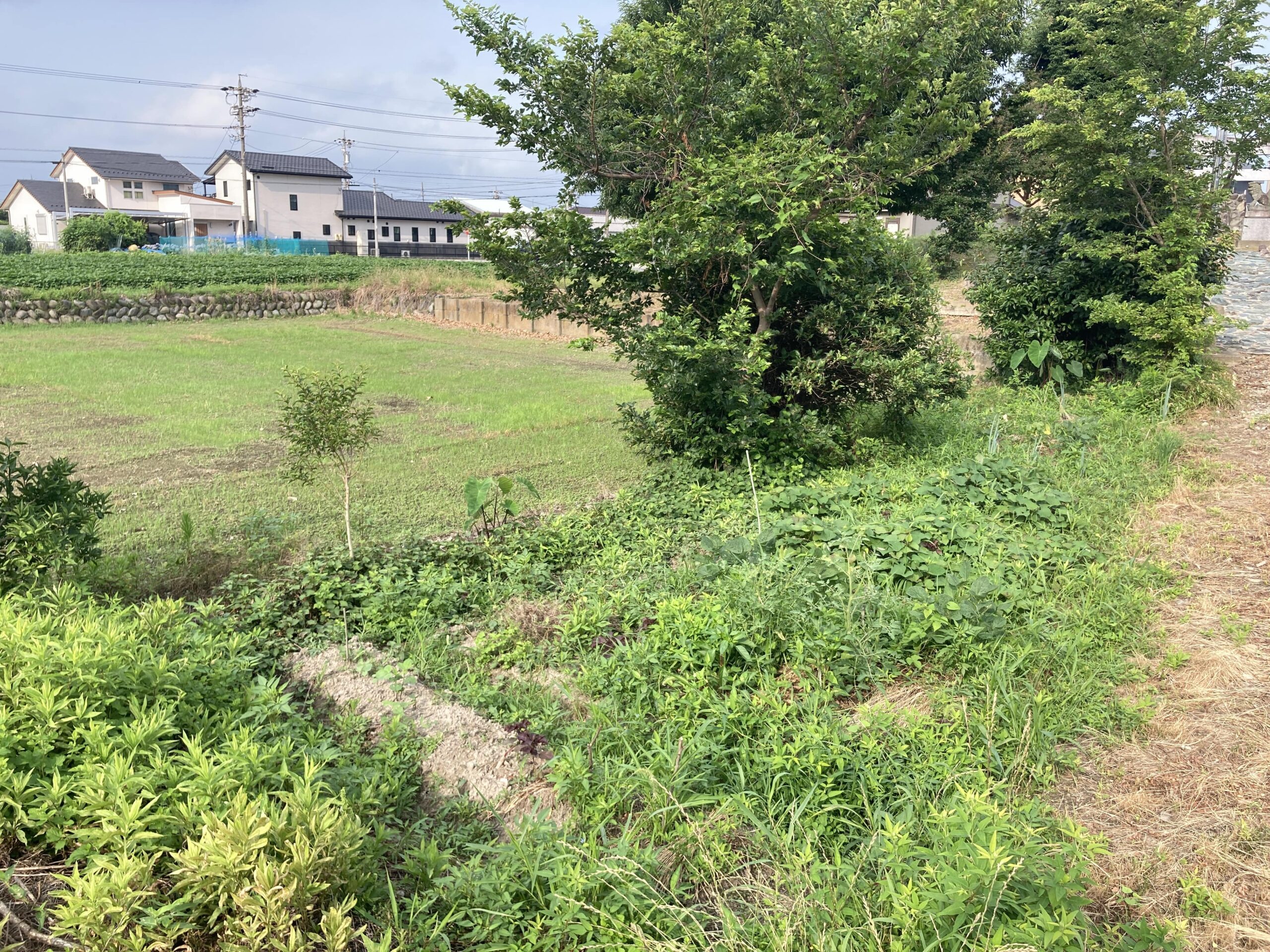 【2025年】耕作放棄地を耕して畑（家庭菜園）にします（無農薬・有機栽培・不耕起栽培）