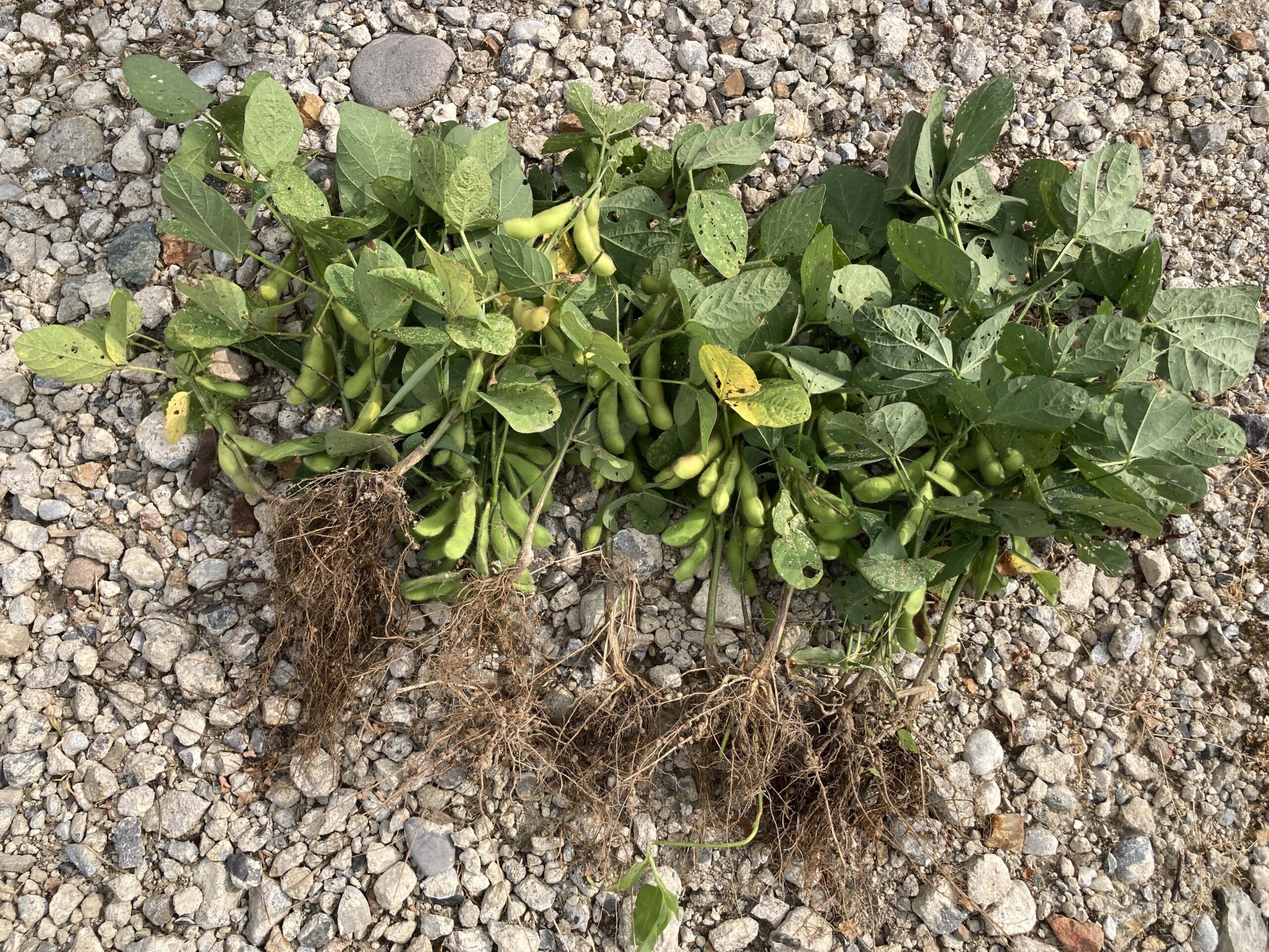 枝豆（エダマメ）の育て方｜初心者でも簡単！ビールのお供としても大人気な夏野菜【家庭菜園】