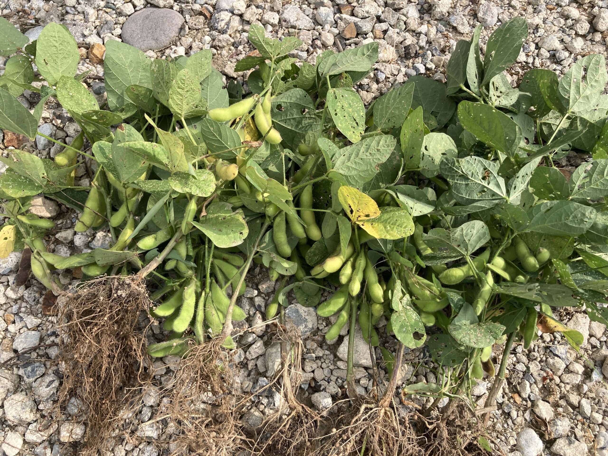 枝豆（エダマメ）の育て方｜初心者でも簡単！ビールのお供としても大人気な夏野菜【家庭菜園】