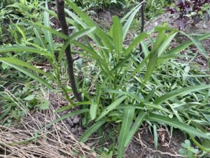 空芯菜（エンサイ）の育て方【プランター・畑どちらもOK】夏におすすめの野菜