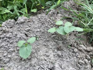 オクラの育て方｜家庭菜園初心者にもおすすめ！ネバネバ栄養たっぷりの夏野菜を育てよう