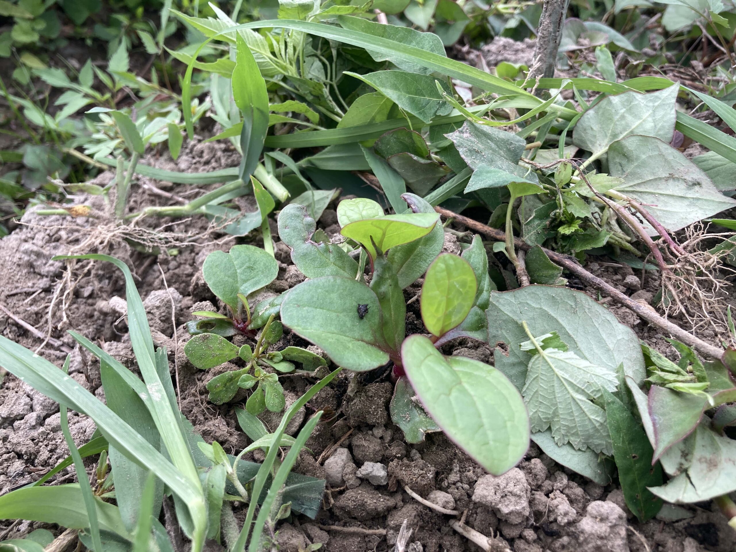 つるむらさきの育て方｜初心者でも簡単！畑・プランターで手軽に栄養満点野菜を育てよう！