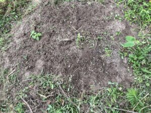 【2025年】耕作放棄地を耕して畑（家庭菜園）にします（無農薬・有機栽培・不耕起栽培）