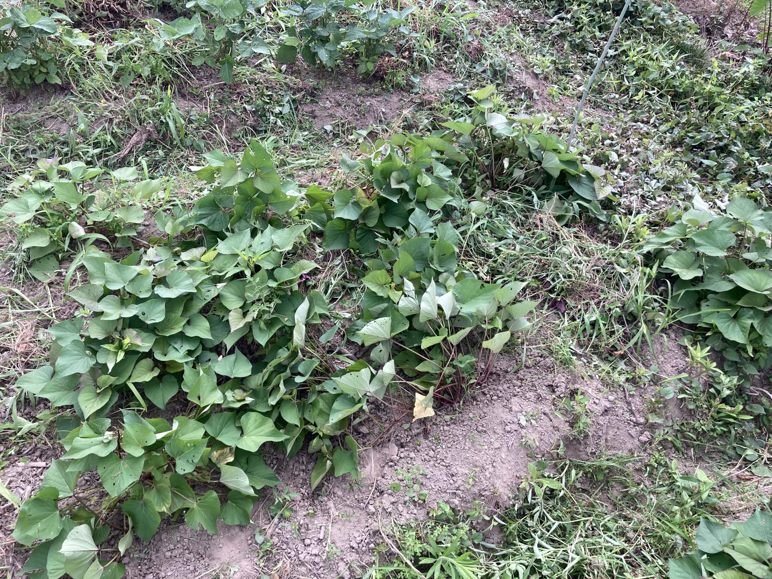 スーパーで買った「さつまいも（サツマイモ）」の芽出しして沢山収穫する方法【サツマイモの育て方｜初心者でも簡単】