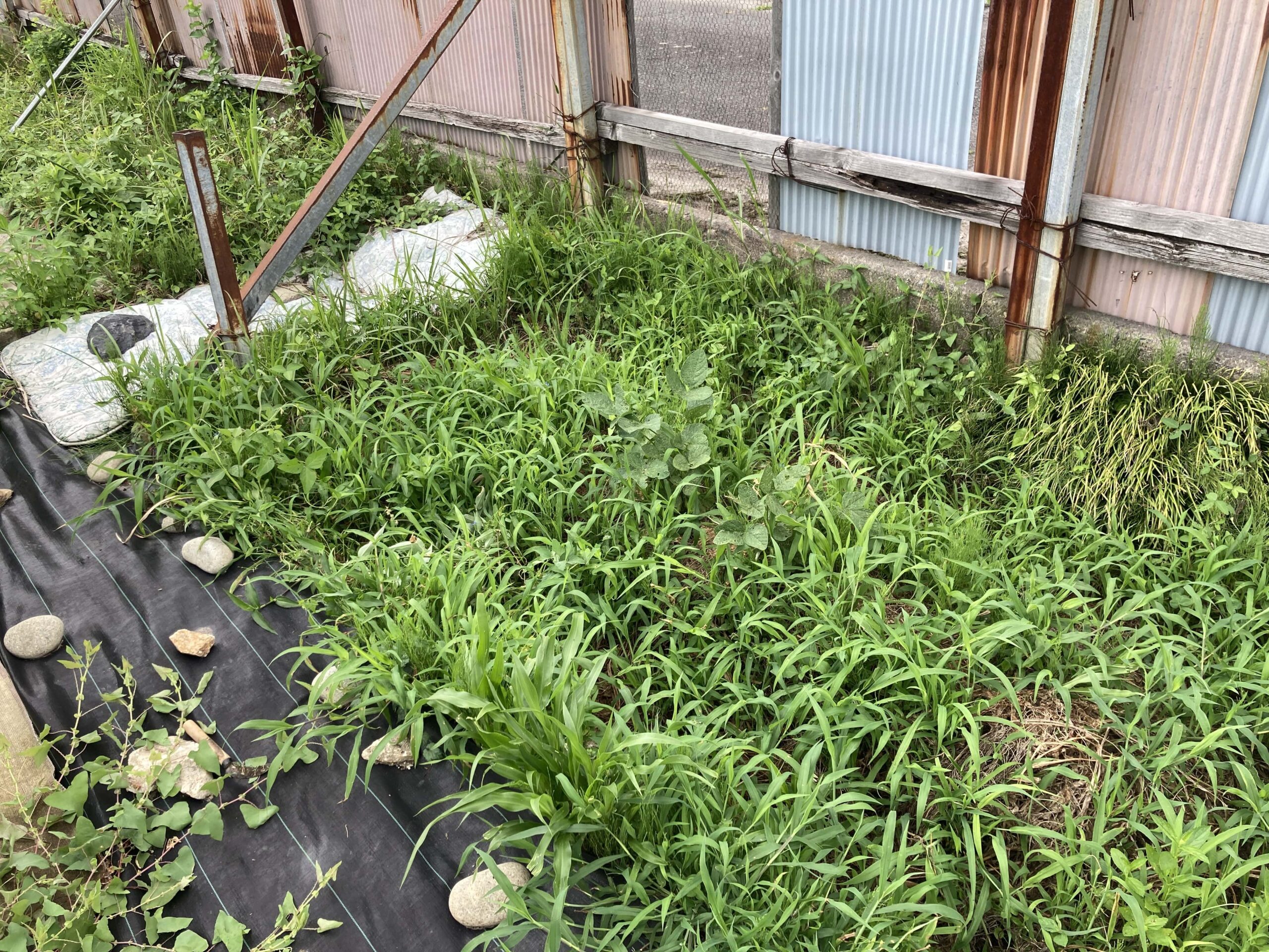 【2025年】耕作放棄地を耕して畑（家庭菜園）にします（無農薬・有機栽培・不耕起栽培）