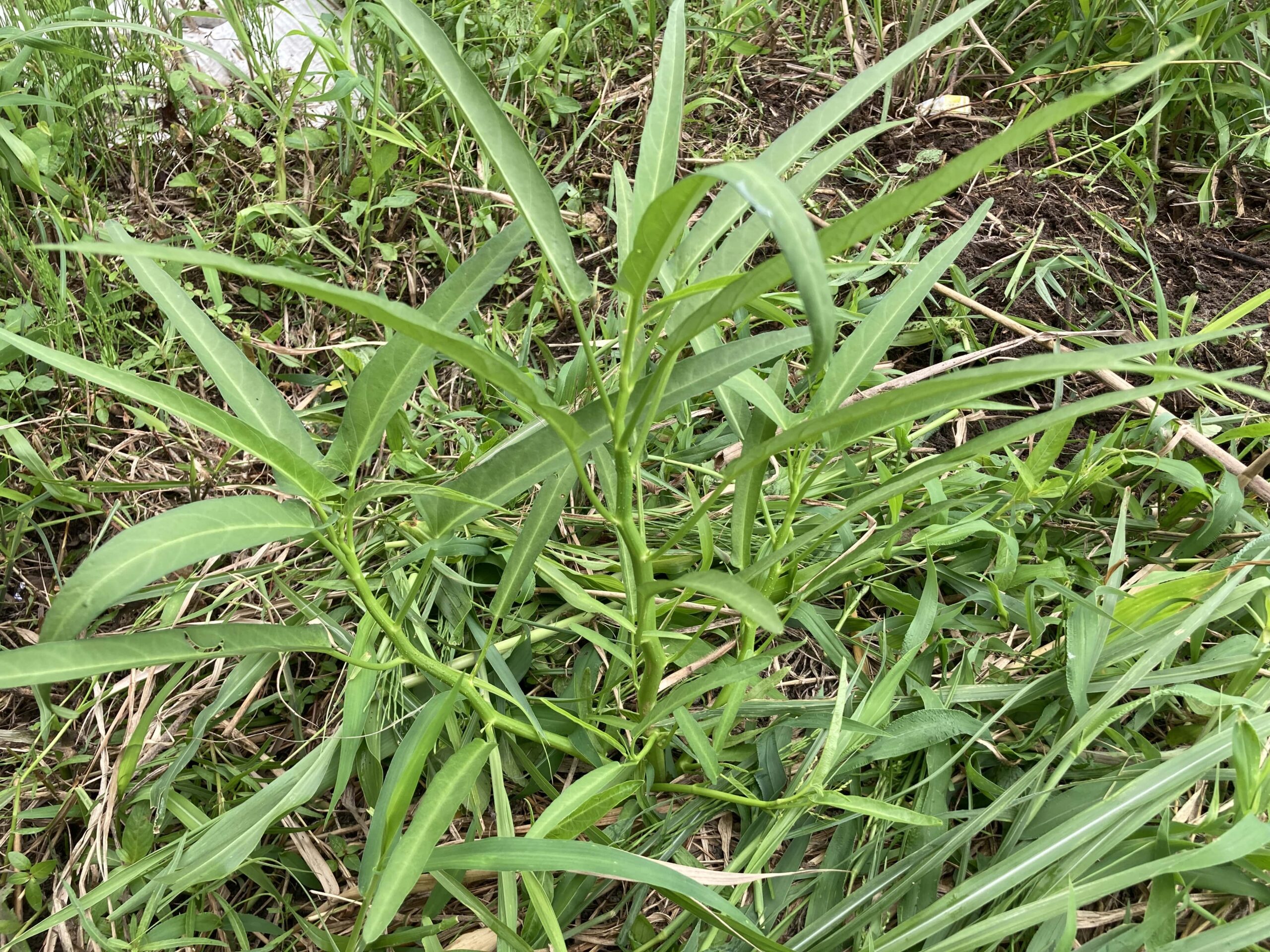 【2025年】耕作放棄地を耕して畑（家庭菜園）にします（無農薬・有機栽培・不耕起栽培）